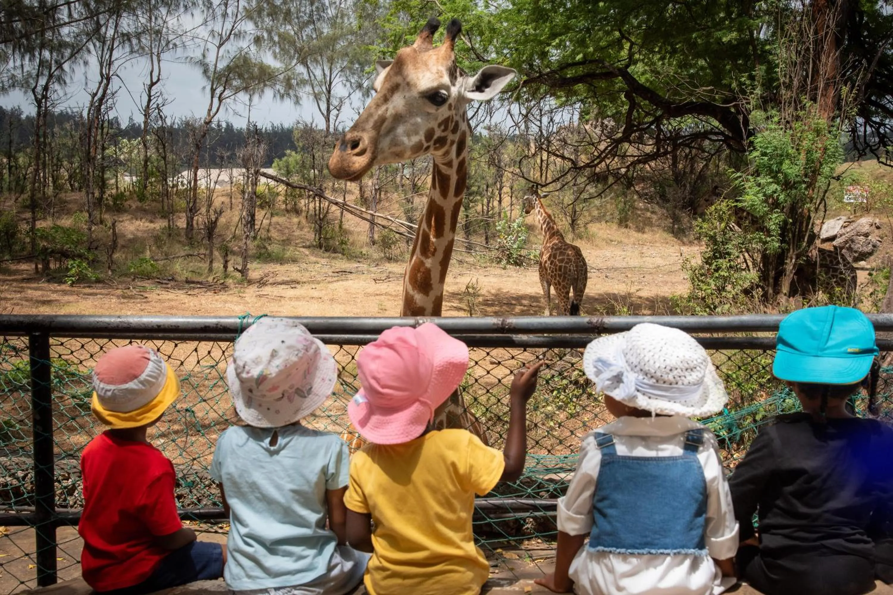 Animals in Jacyjoka Apartments Nyali