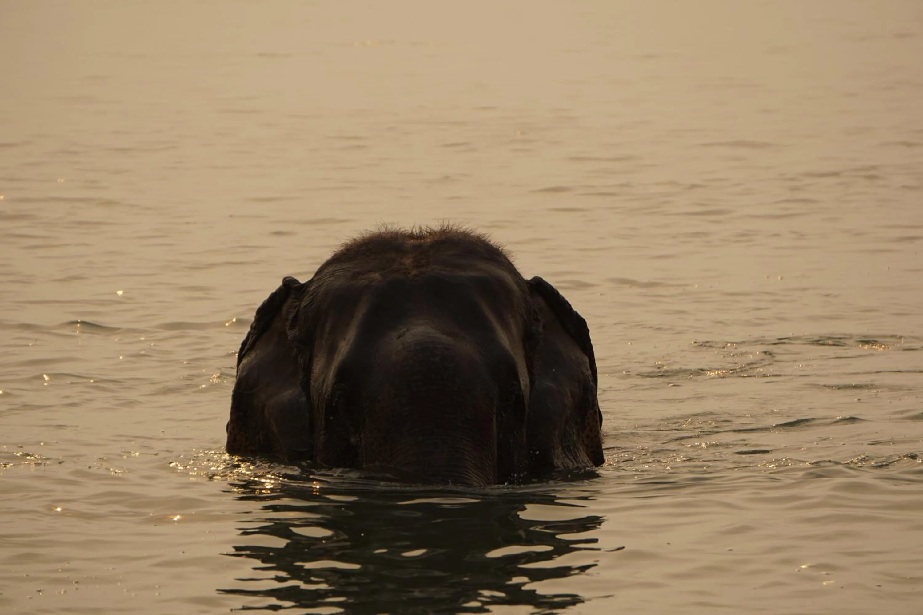 Animals in Tiger Tops Tharu Lodge