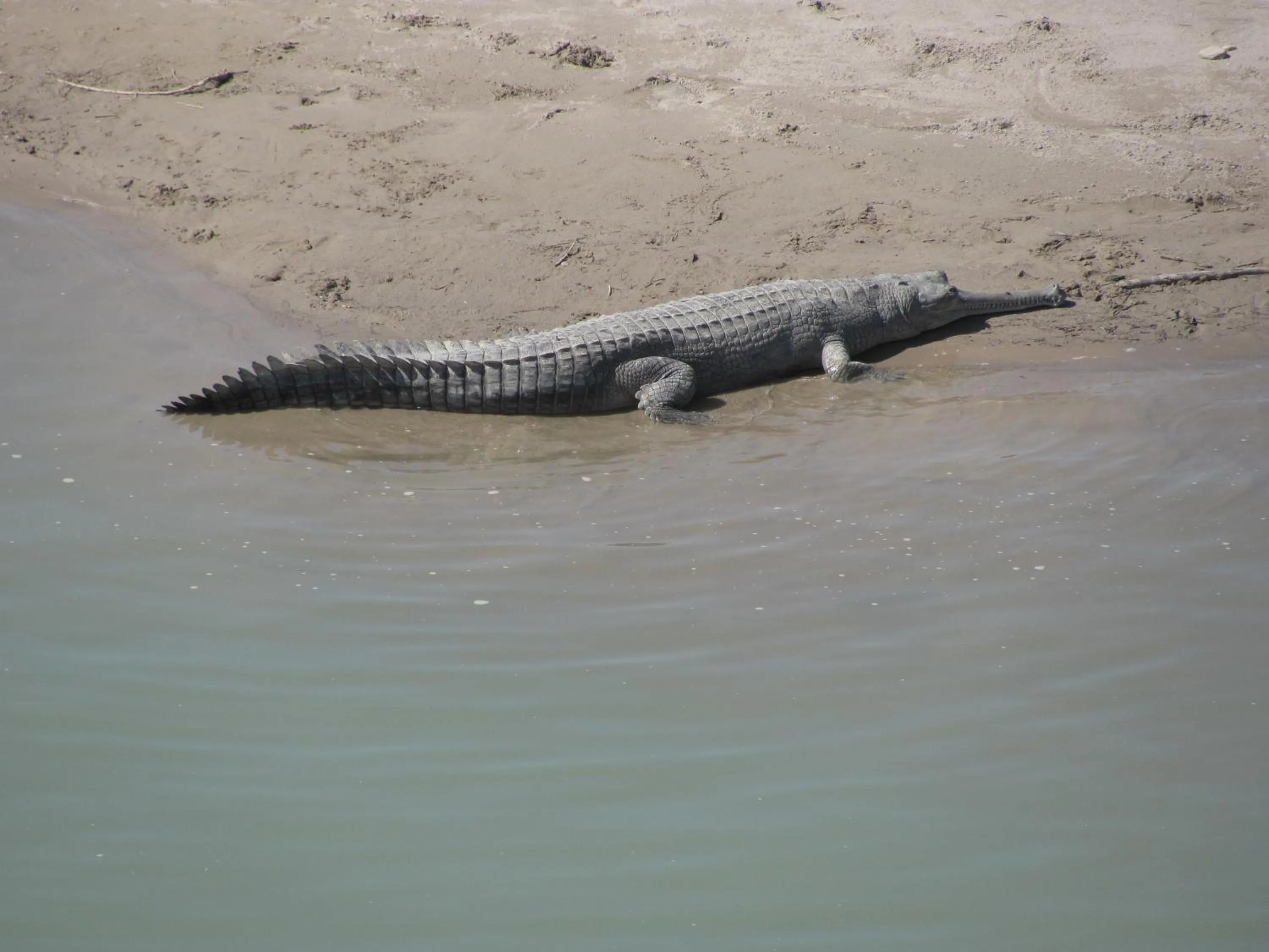 Activities in Tiger Tops Tharu Lodge