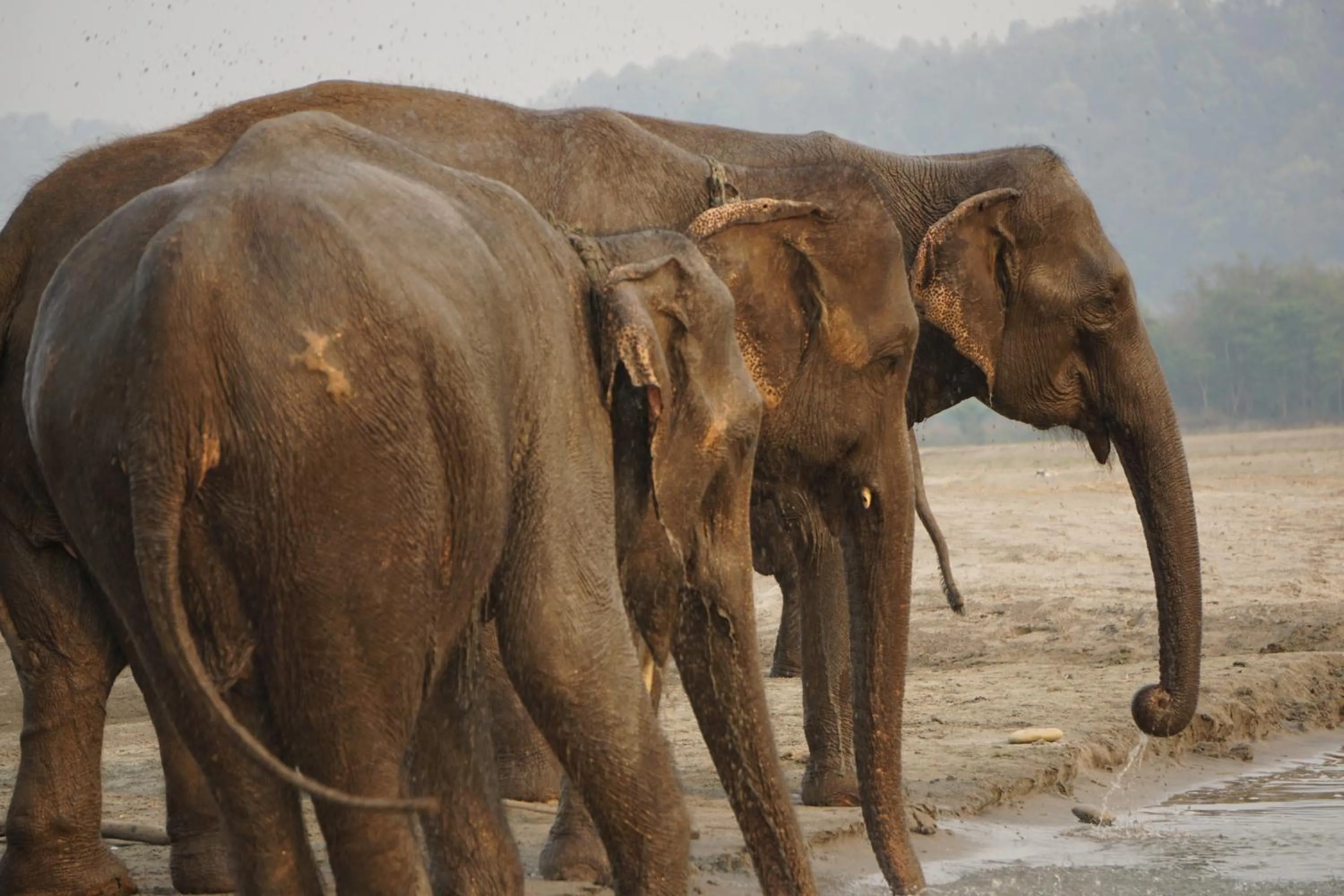 Animals in Tiger Tops Tharu Lodge