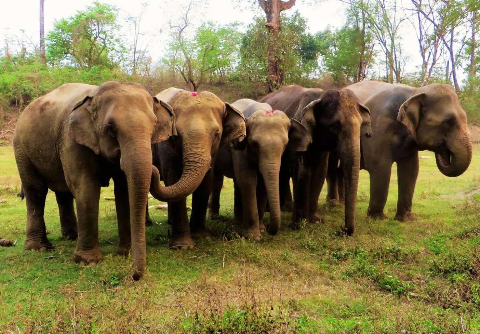 Activities in Tiger Tops Tharu Lodge