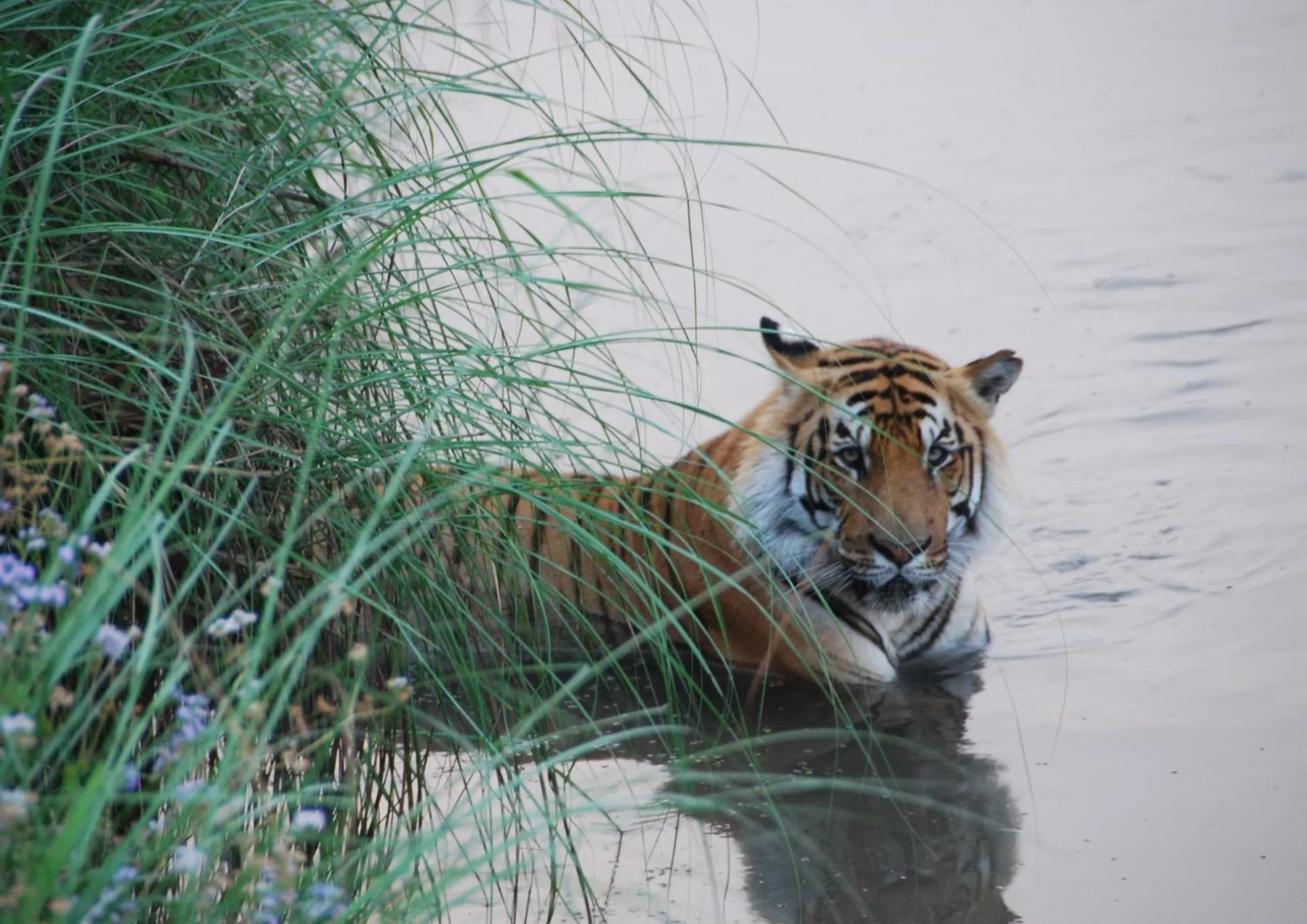 Spring in Tiger Tops Karnali Lodge