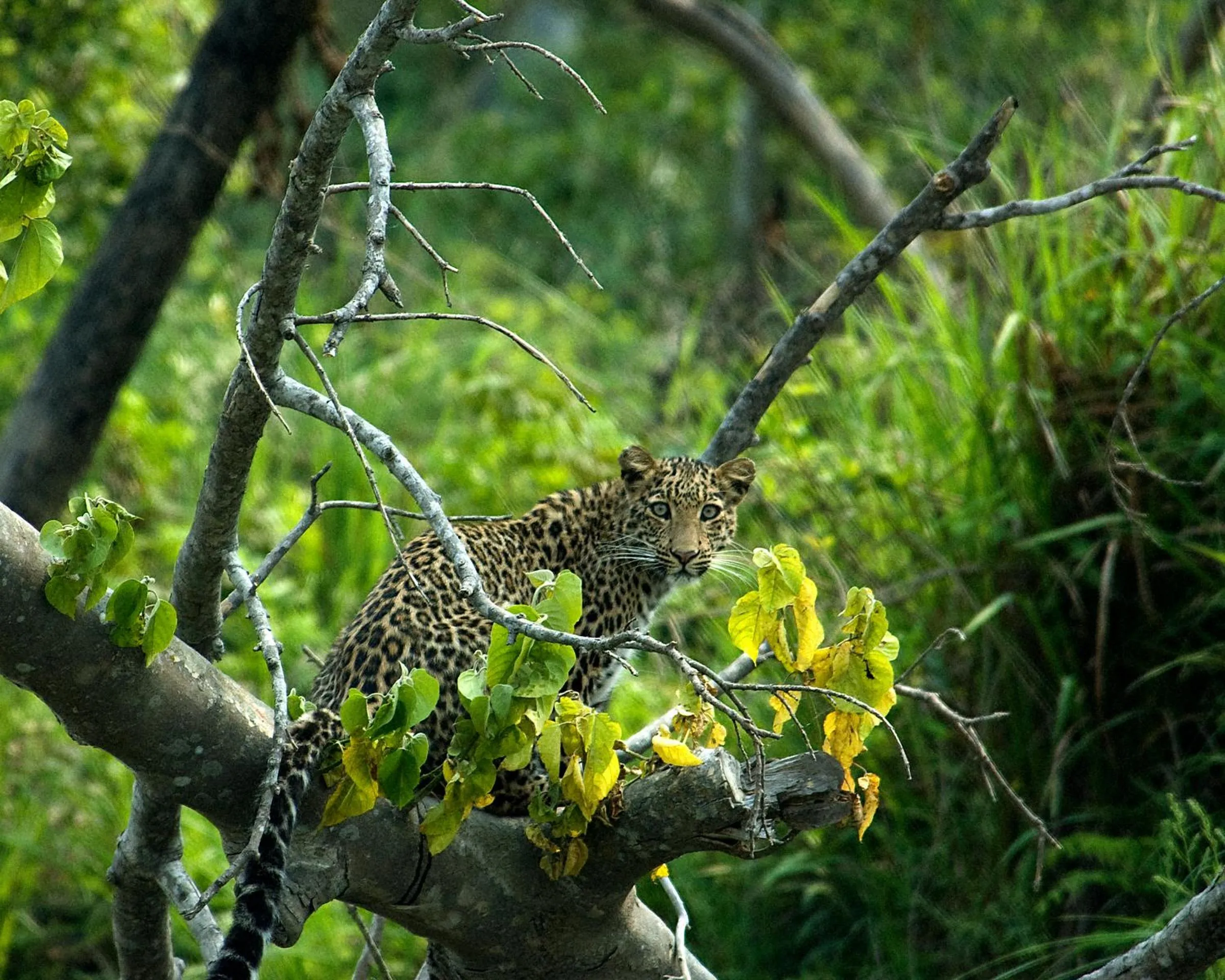 View (from property/room) in Tiger Tops Karnali Lodge