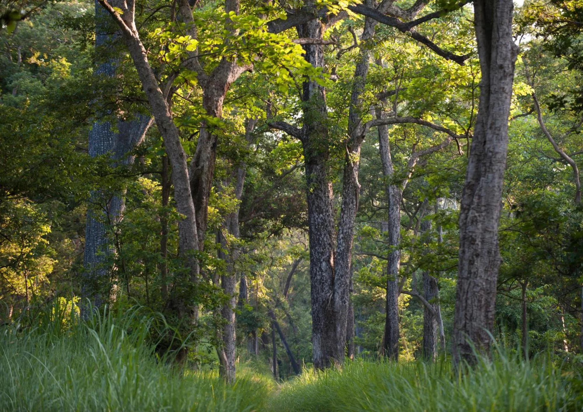 Spring in Tiger Tops Karnali Lodge