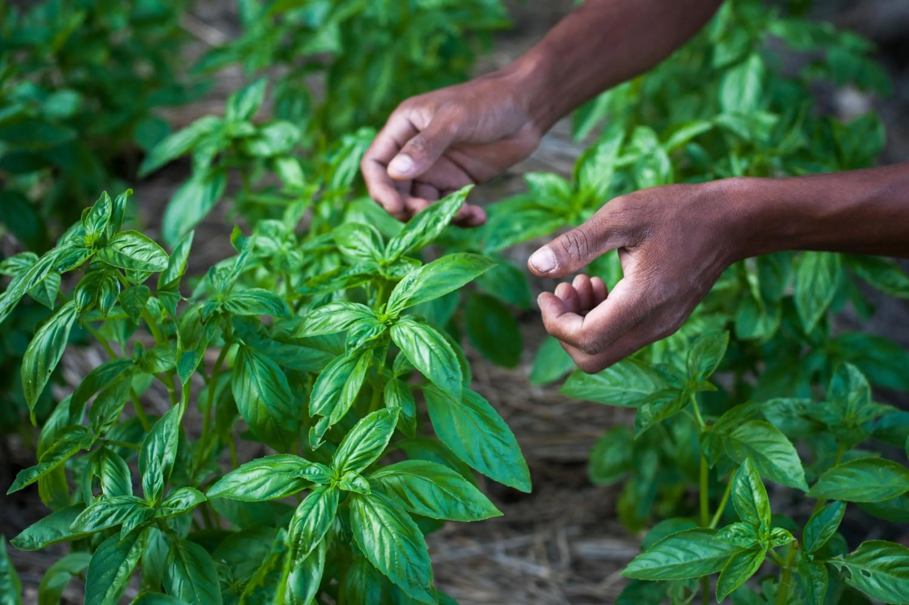 Property building in Tiger Tops Karnali Lodge