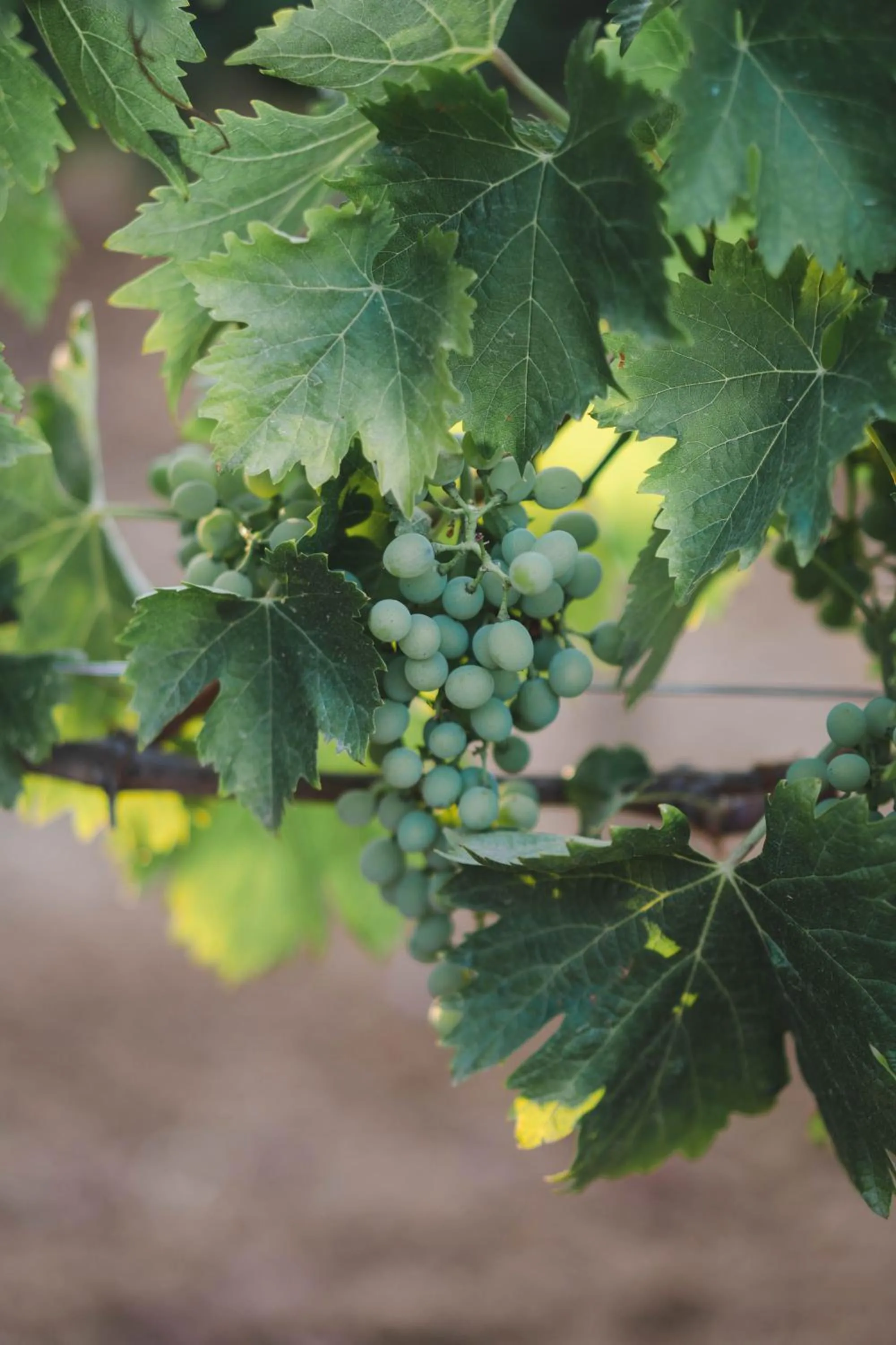 Garden in Borgo San Vincenzo