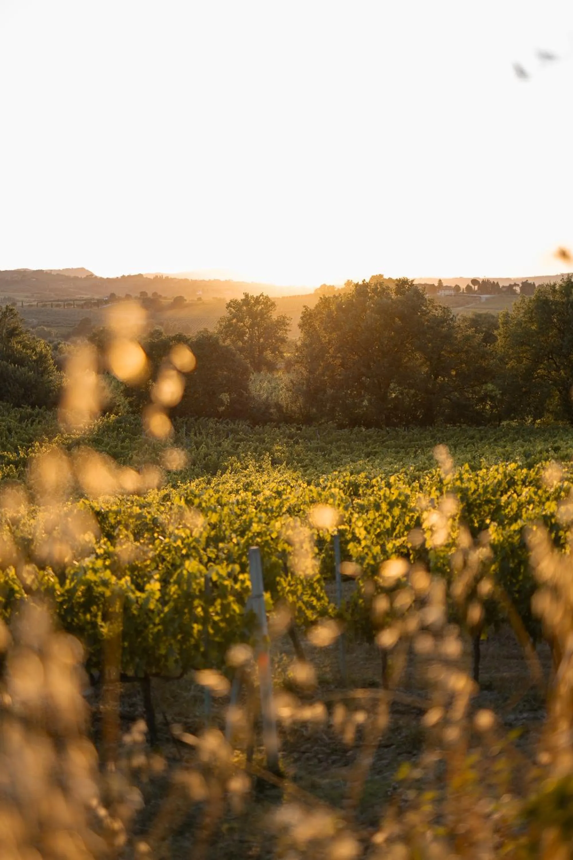 Natural landscape in Borgo San Vincenzo