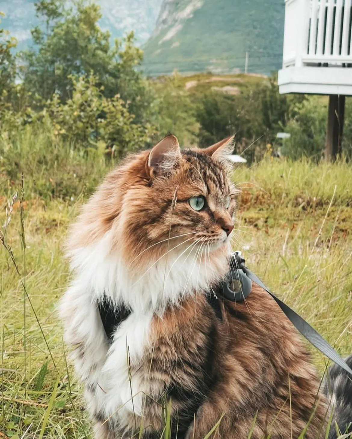 Pets in Senja Living