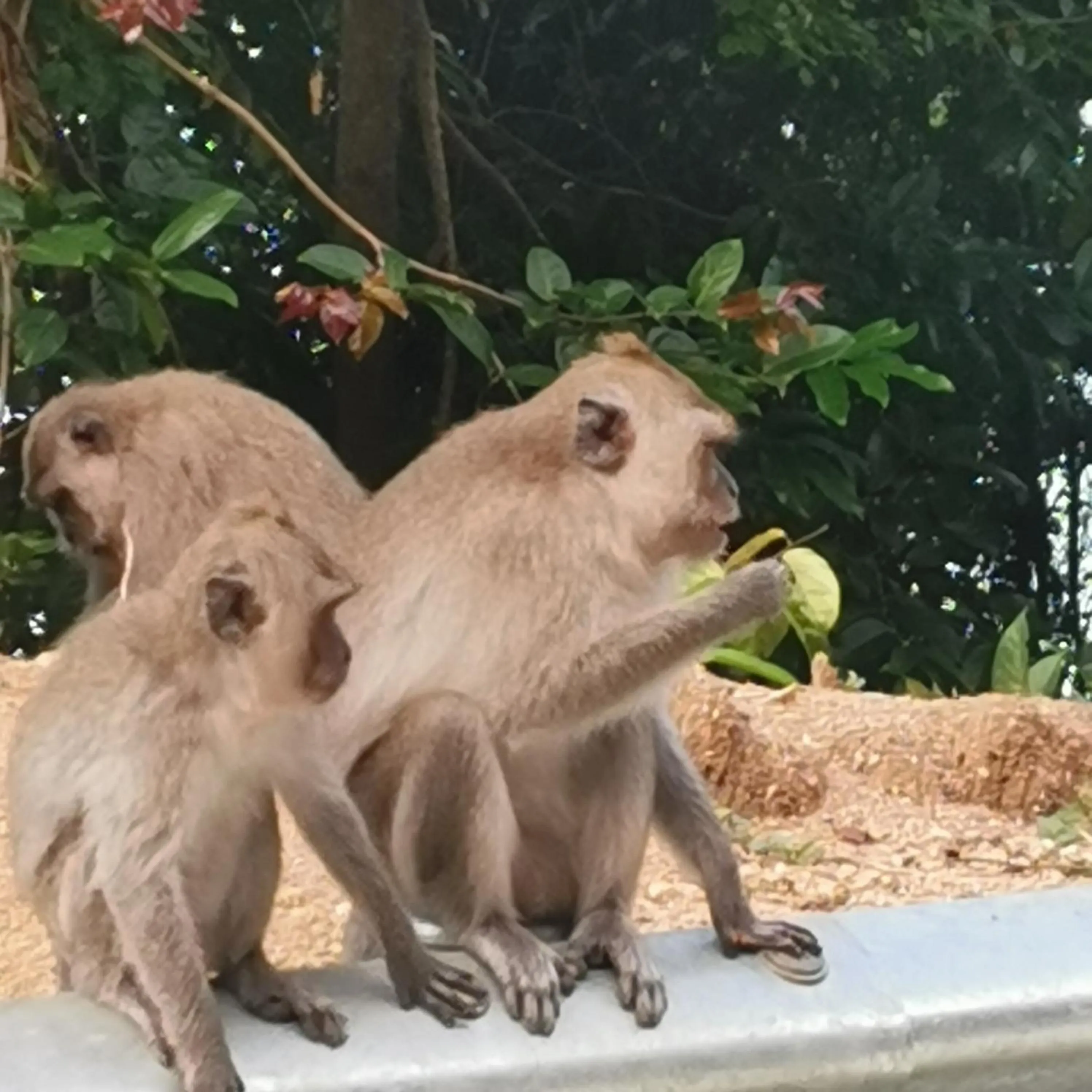 Animals in Haadrin village Fullmoon