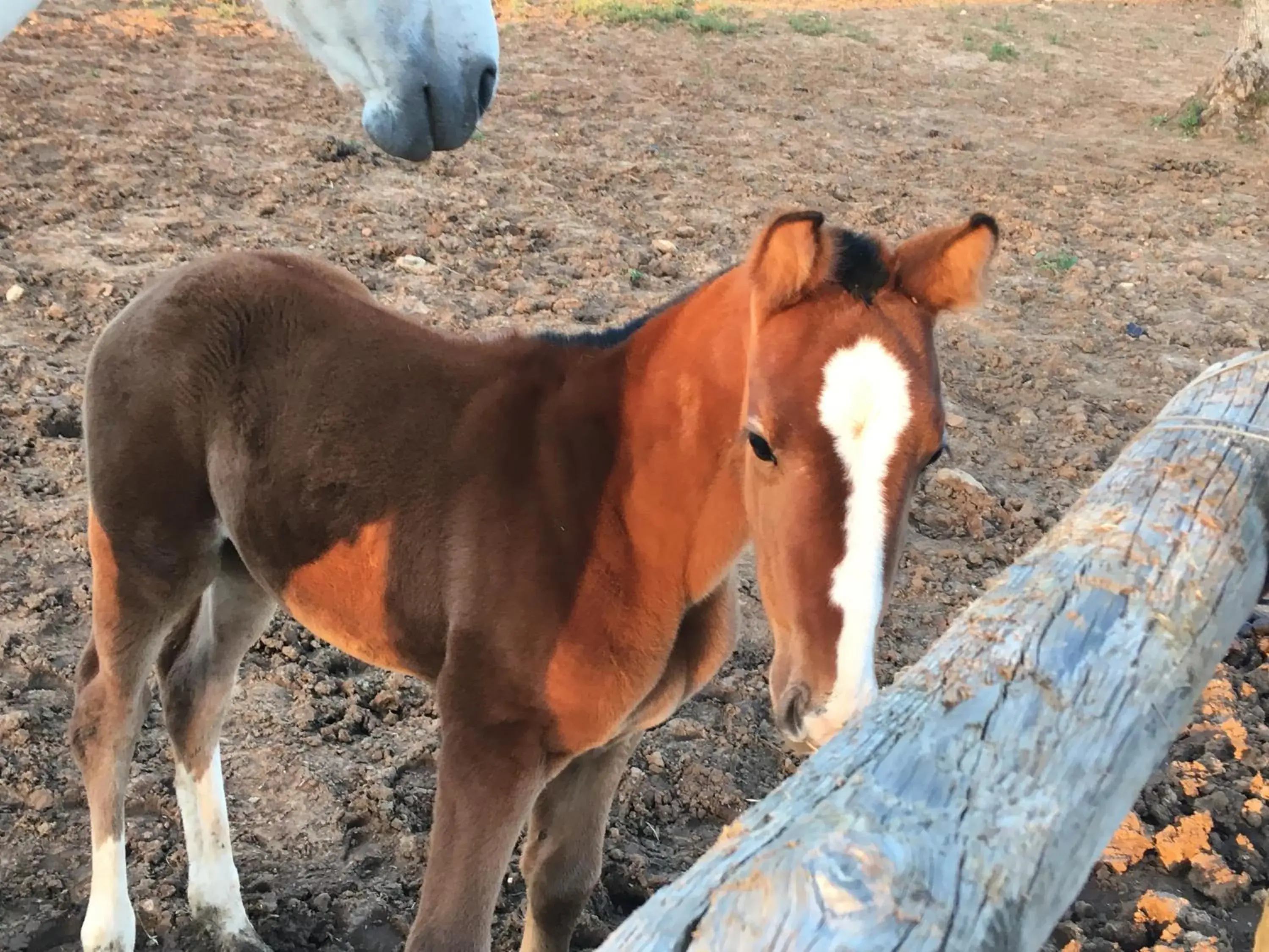 Hacienda La Indiana Hacienda La Indiana
