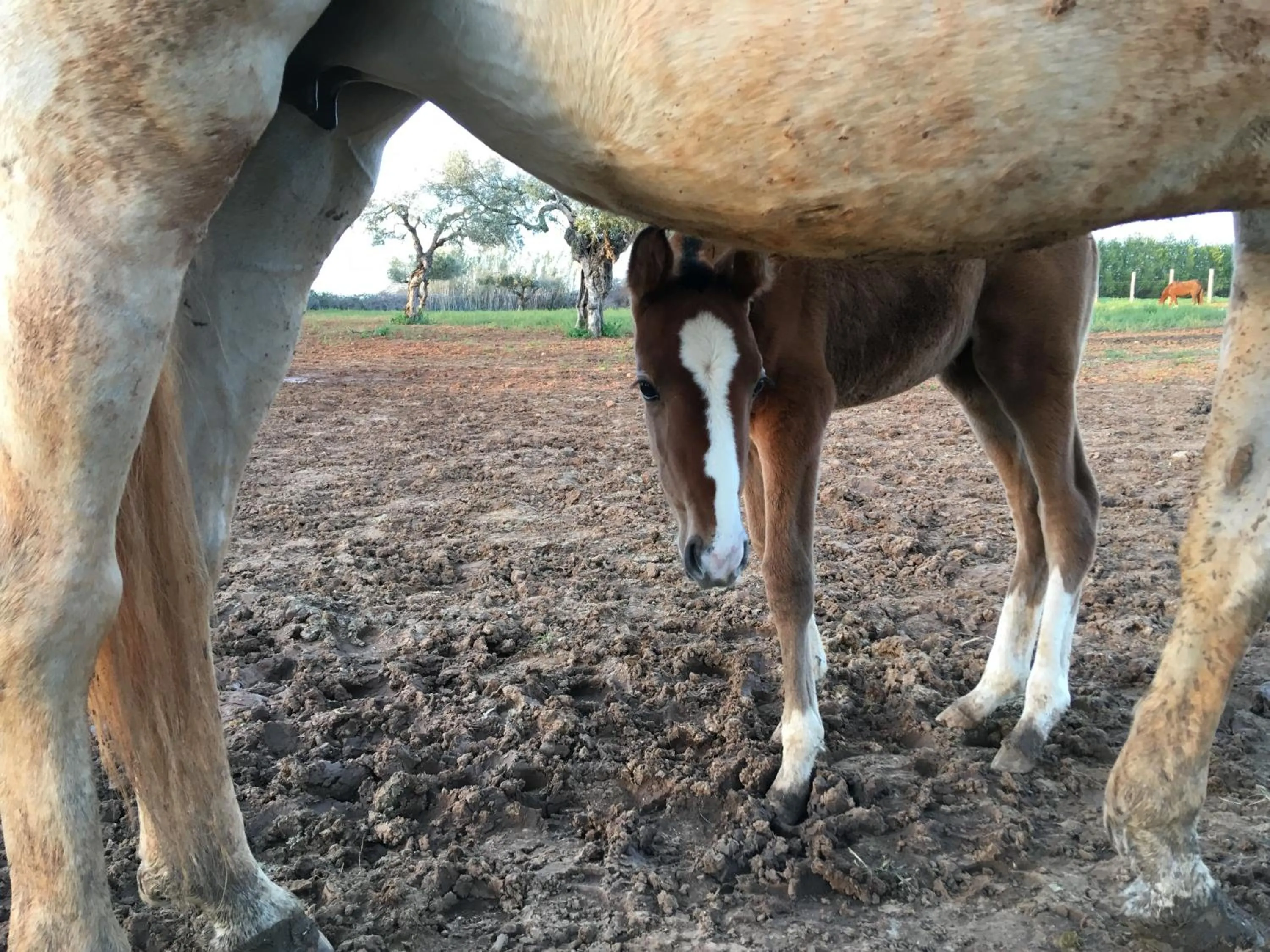 Animals in Hacienda La Indiana