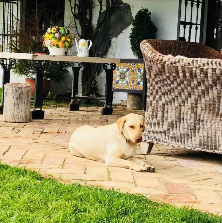 Pets in Hacienda La Indiana