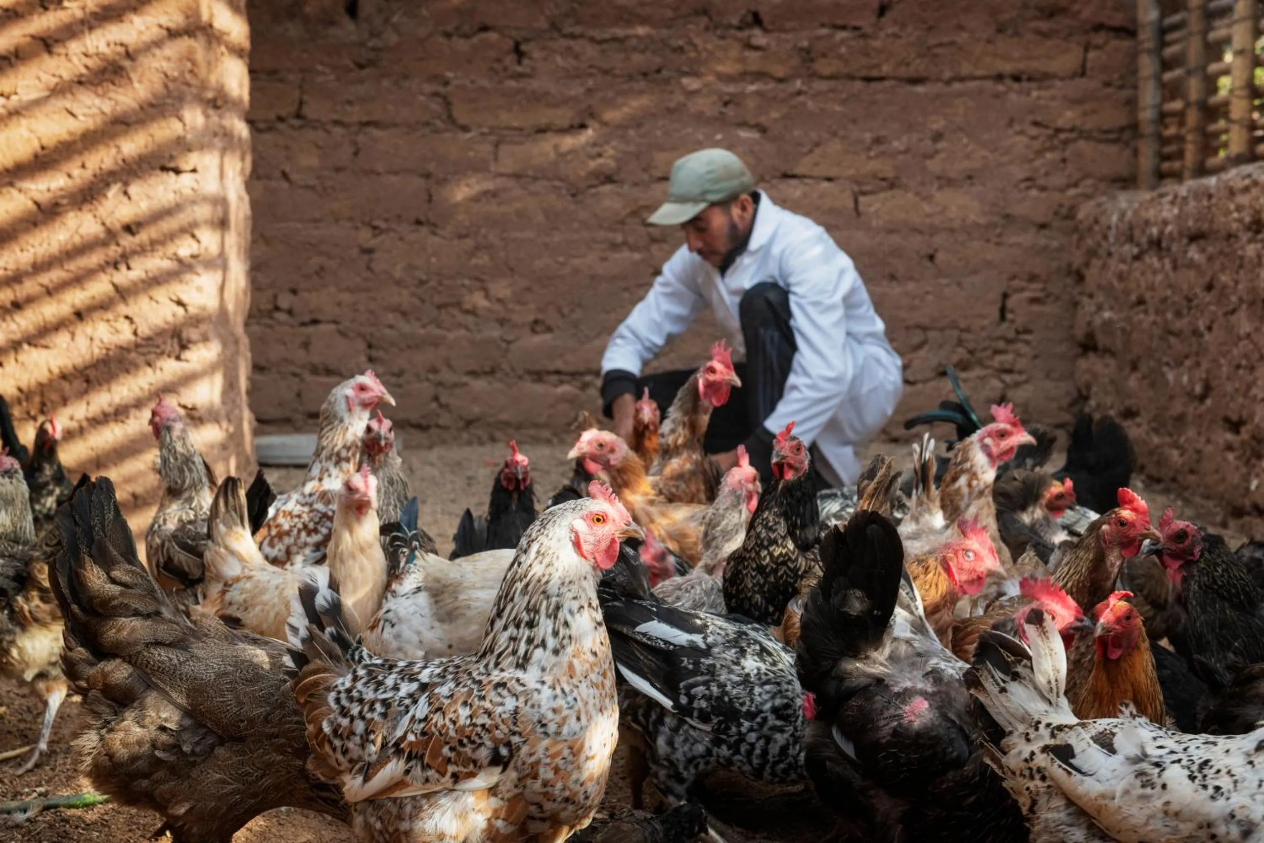 Pets in Pavillon Terra Ababila en Exclusivité