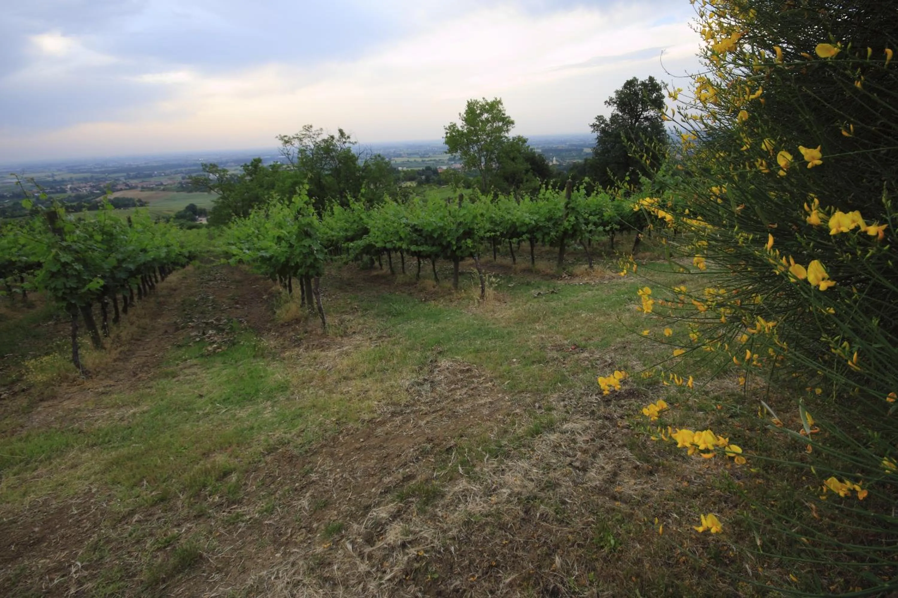 Other in Agriturismo Gaggioli Borgo Delle Vigne