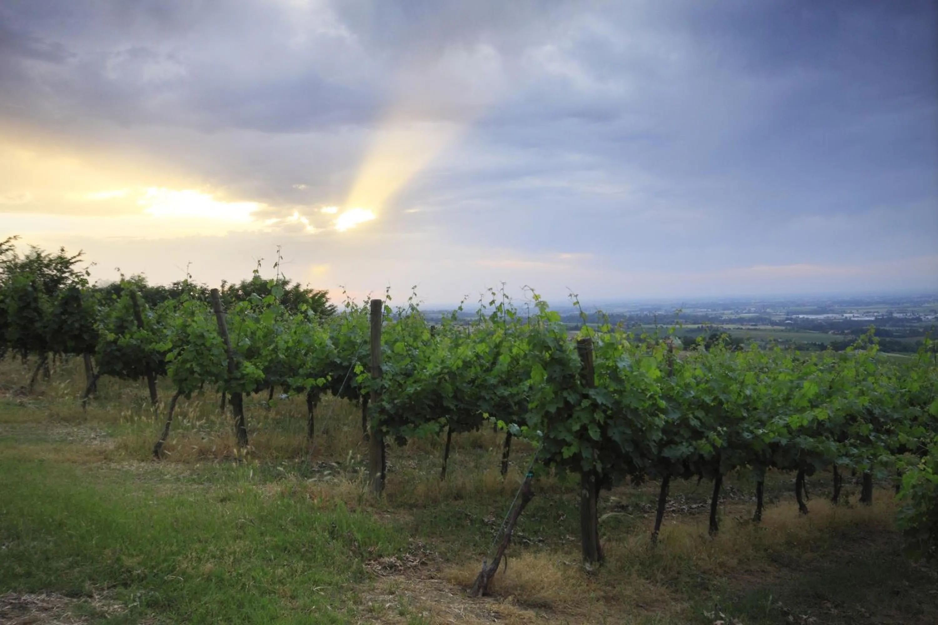 View (from property/room) in Agriturismo Gaggioli Borgo Delle Vigne