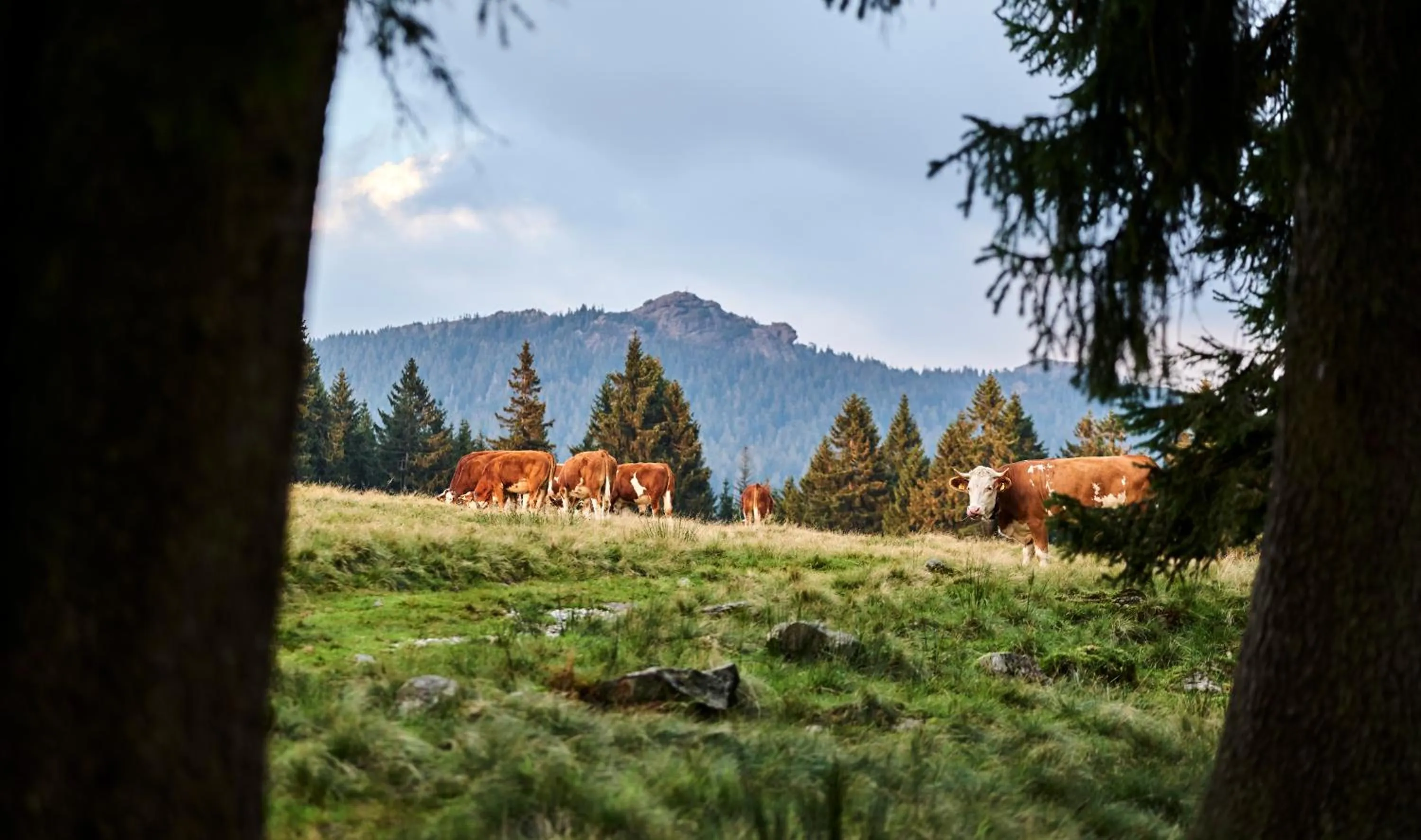 Natural landscape in Rehwinkel