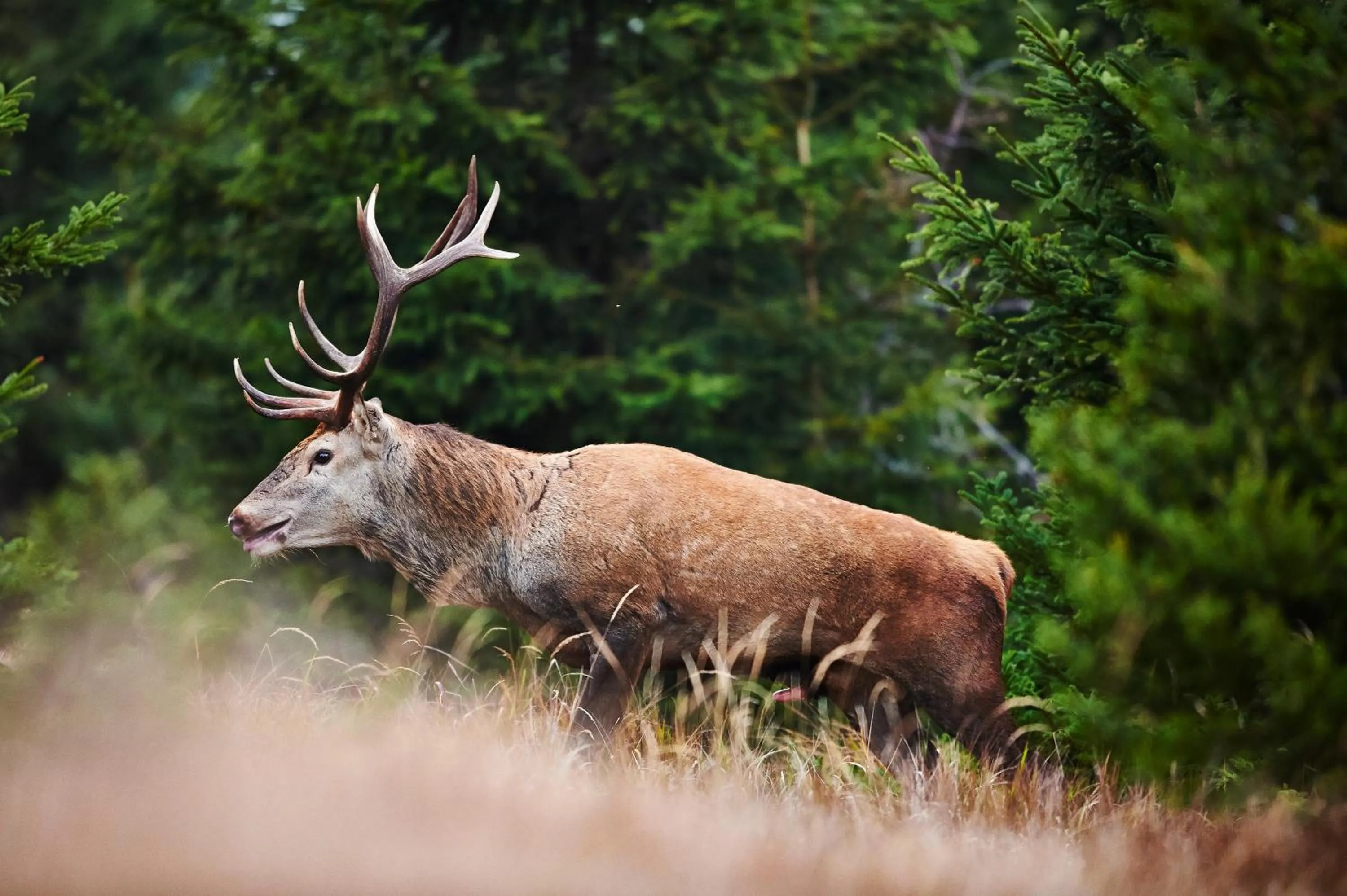 Animals in Rehwinkel
