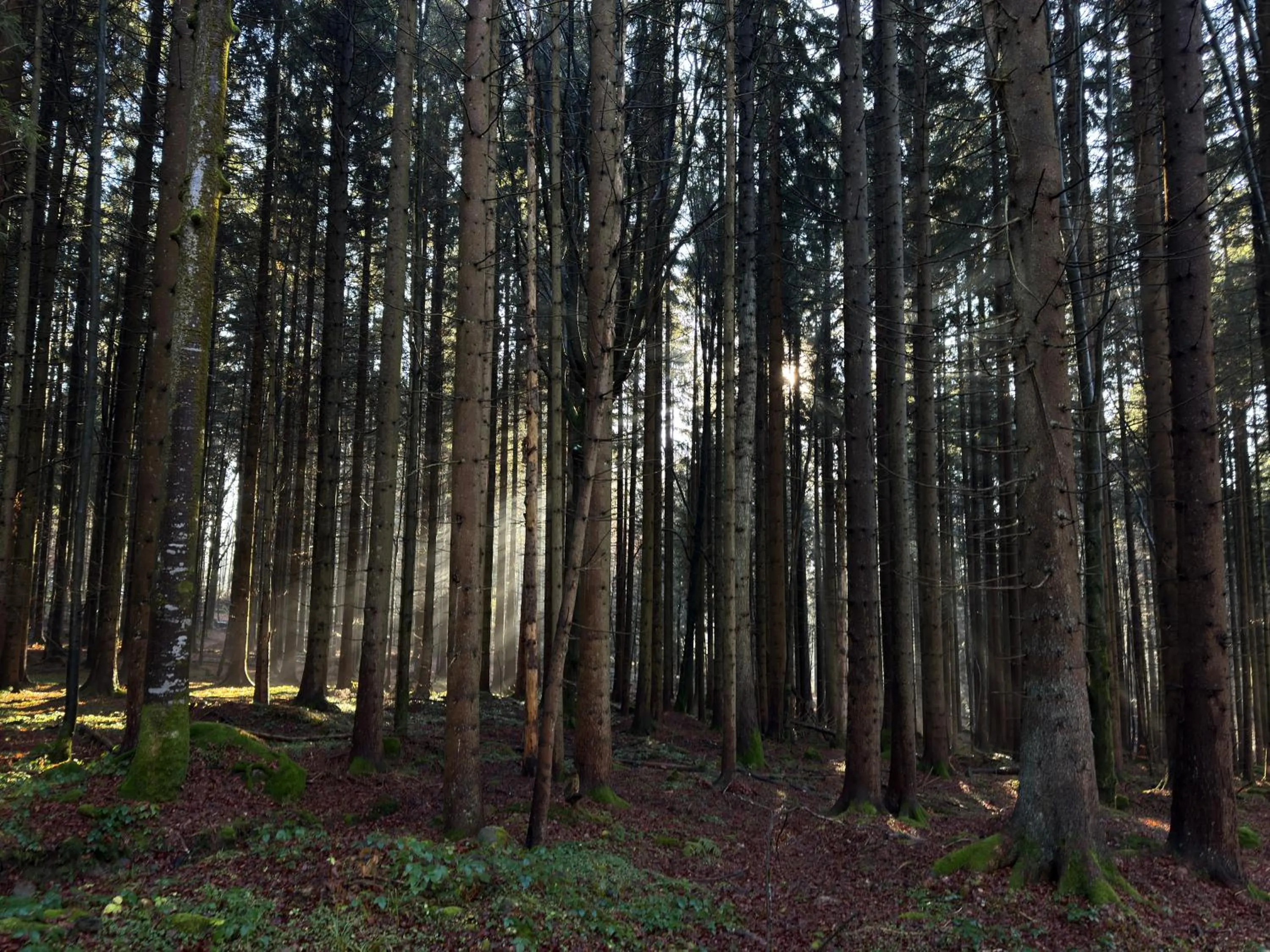 Hiking in Maiers Hotel