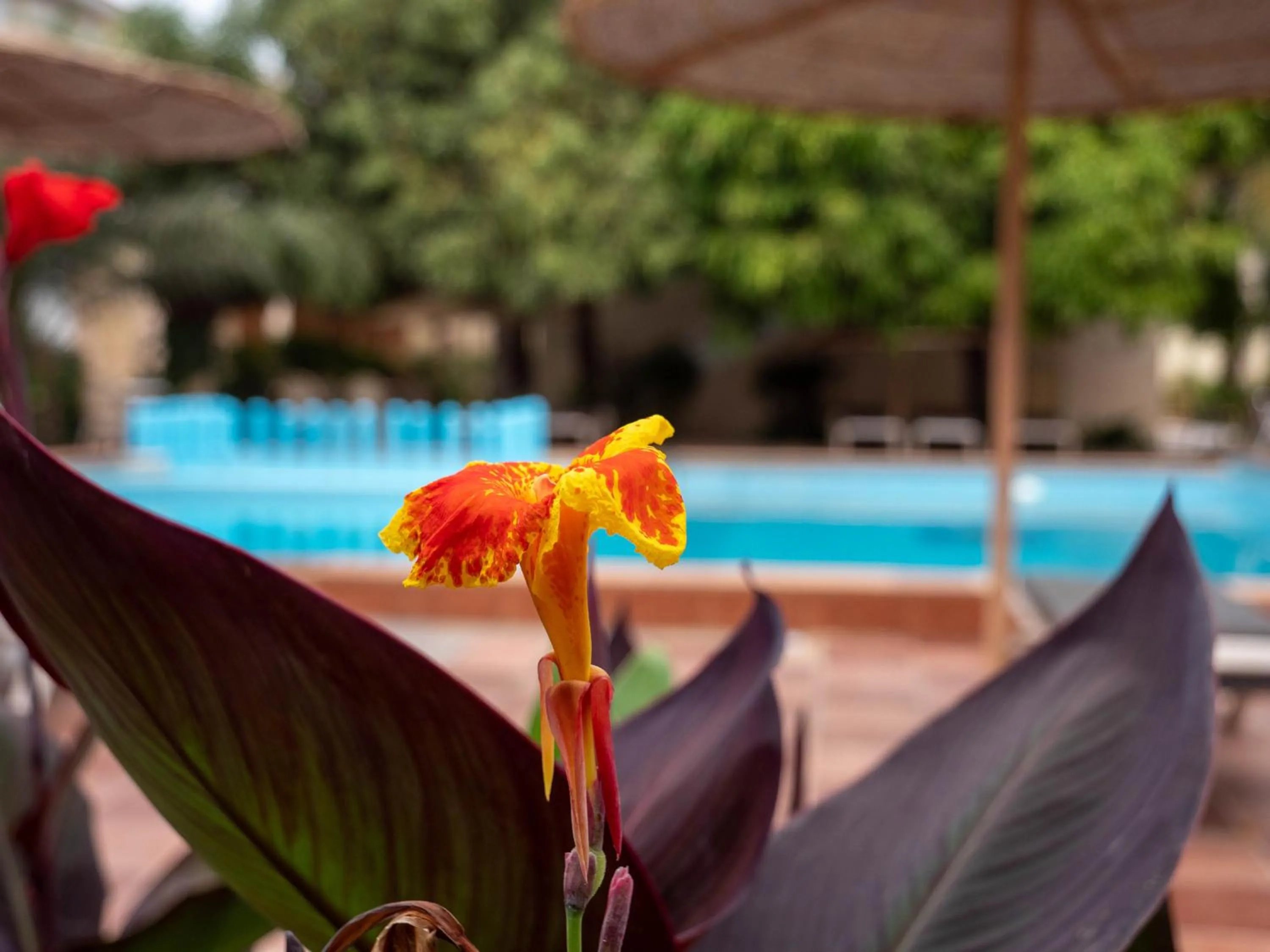 Garden in Cape Point Hotel