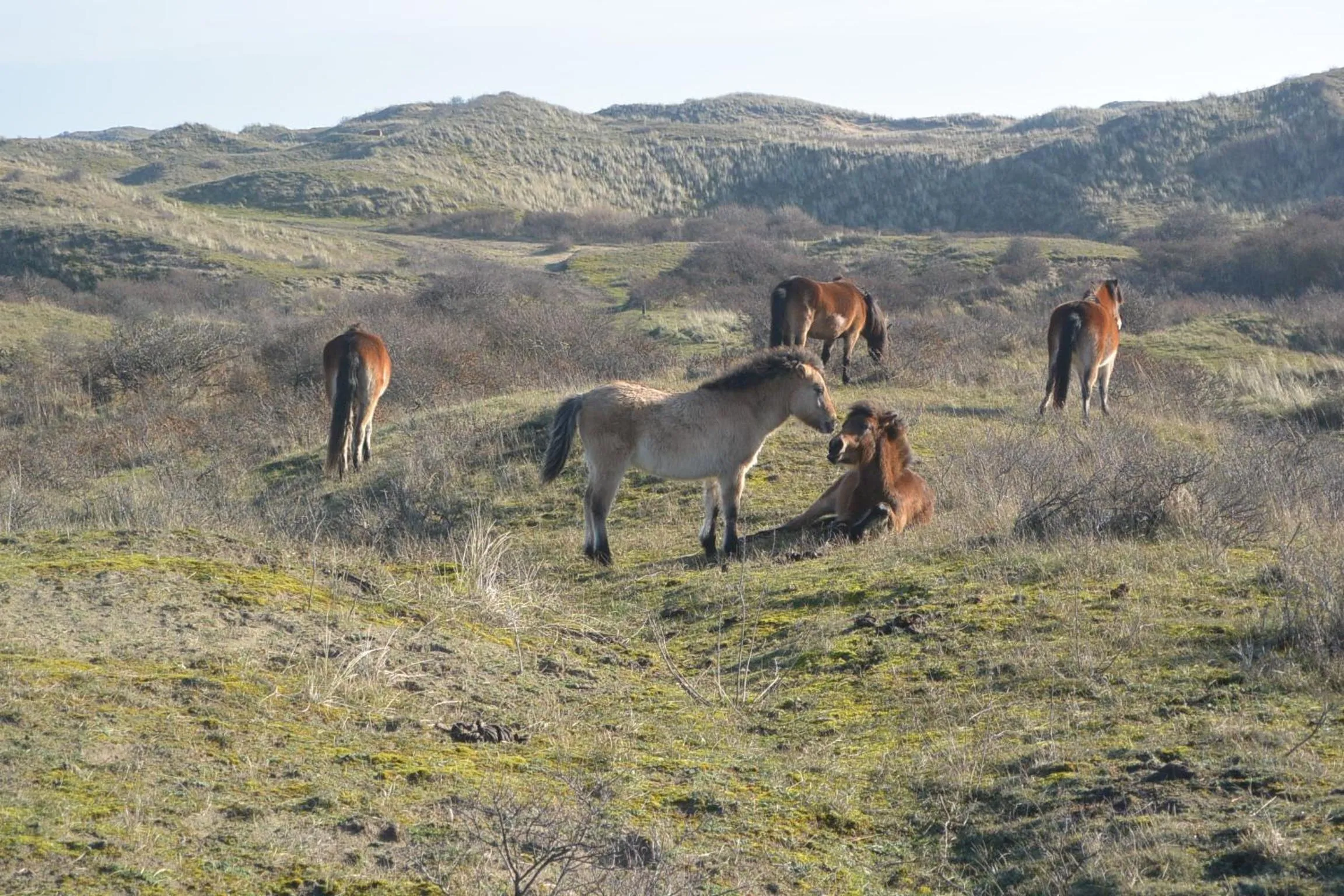 Natural landscape in Strandhotel Golfzang