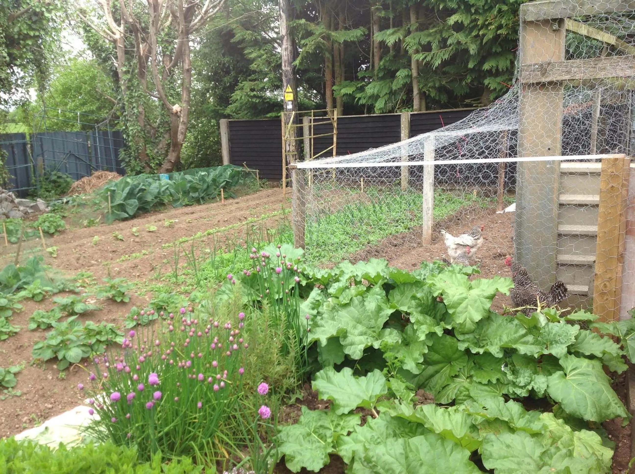 Garden in Barrow View B&B continental breakfast
