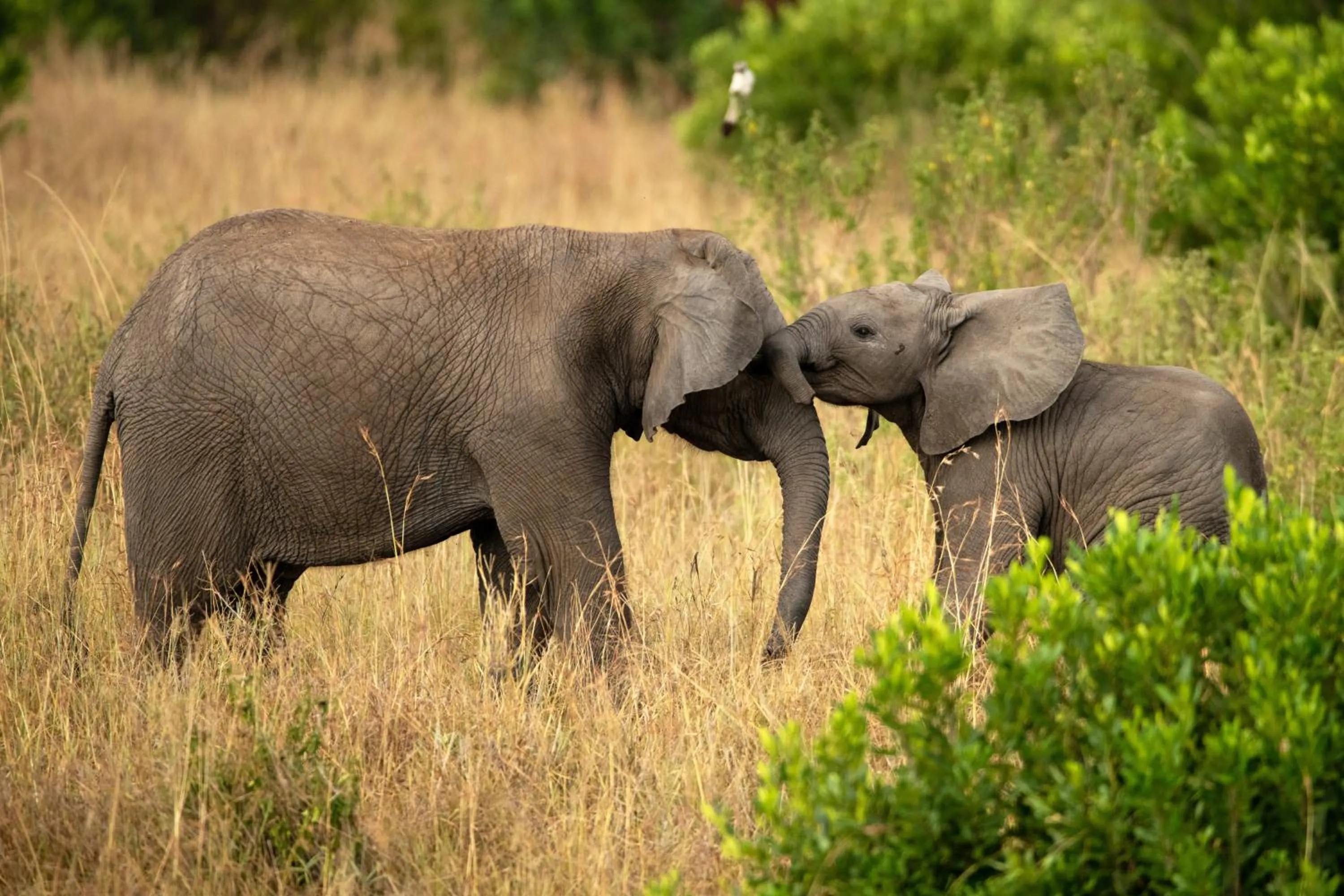 Animals in Elewana Sand River Mara