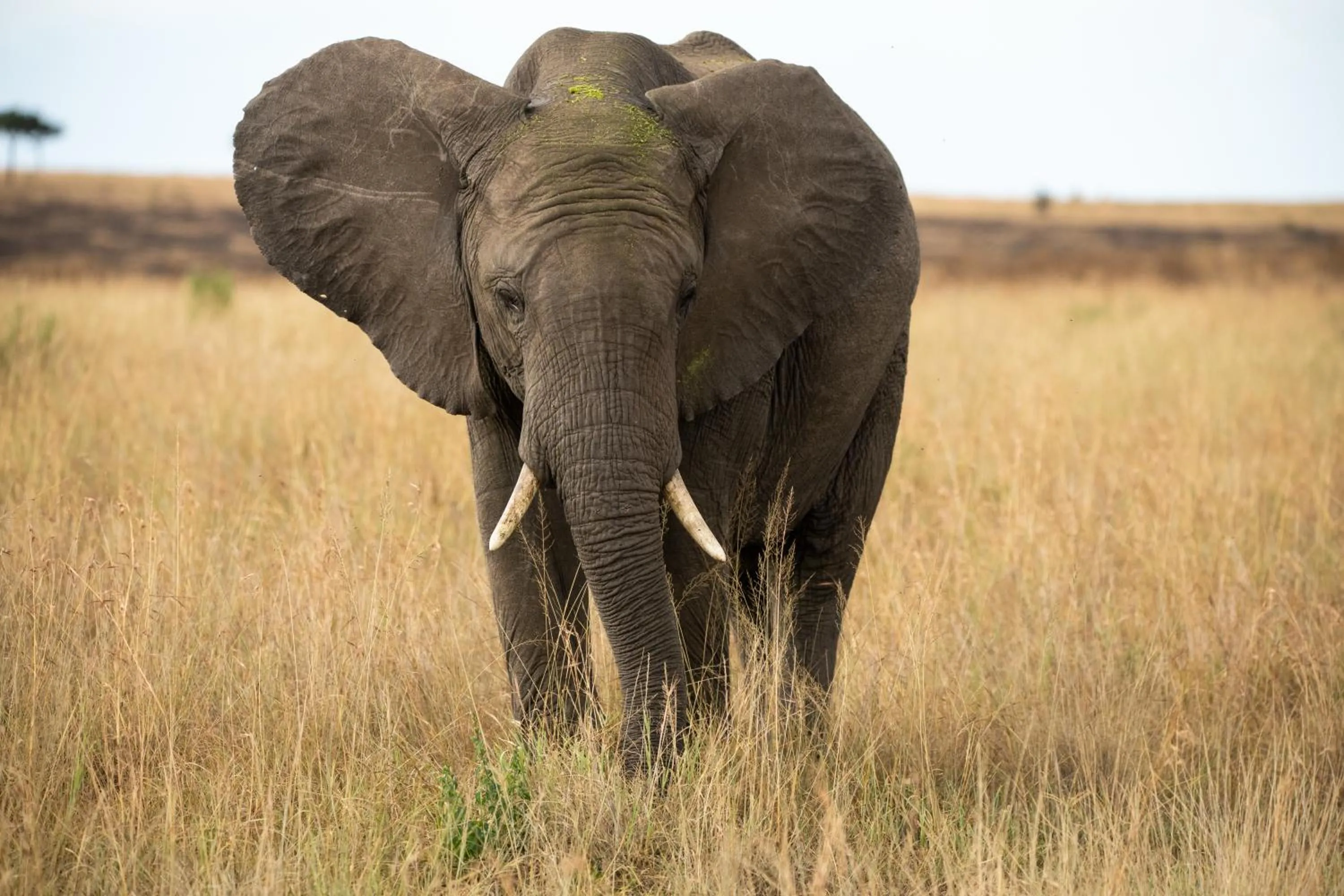 Animals in Elewana Sand River Mara