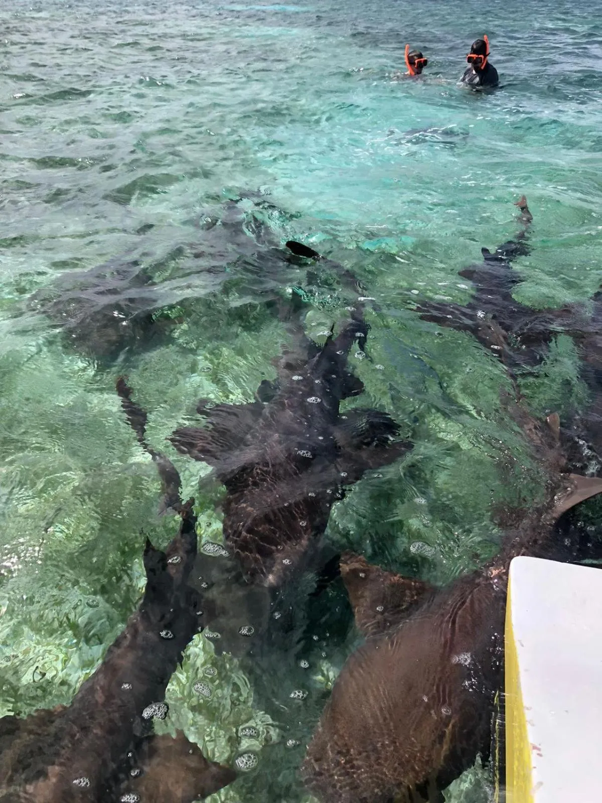 Activities in Tropical Paradise