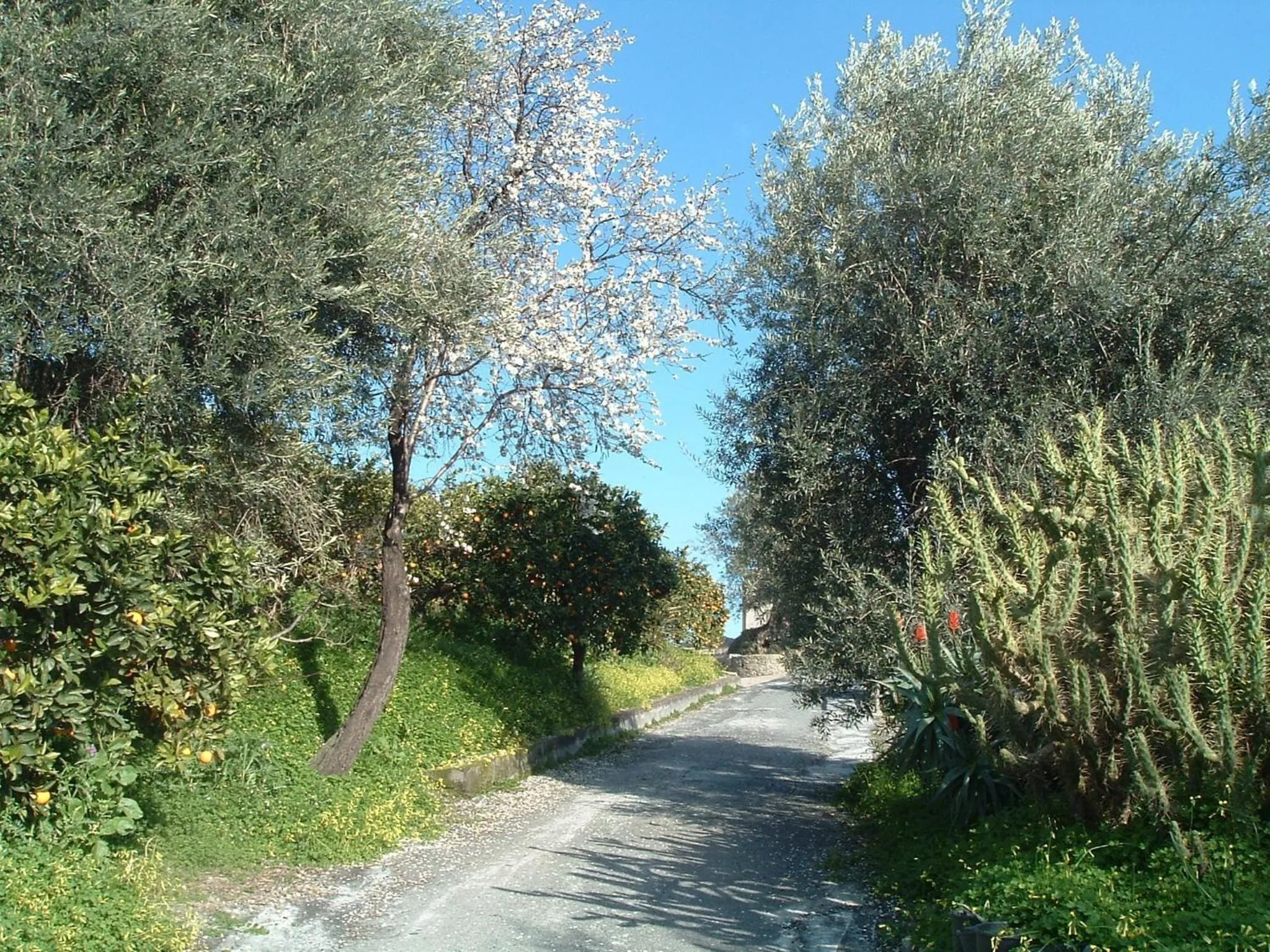 Garden in Antico Borgo Etneo Country Hotel