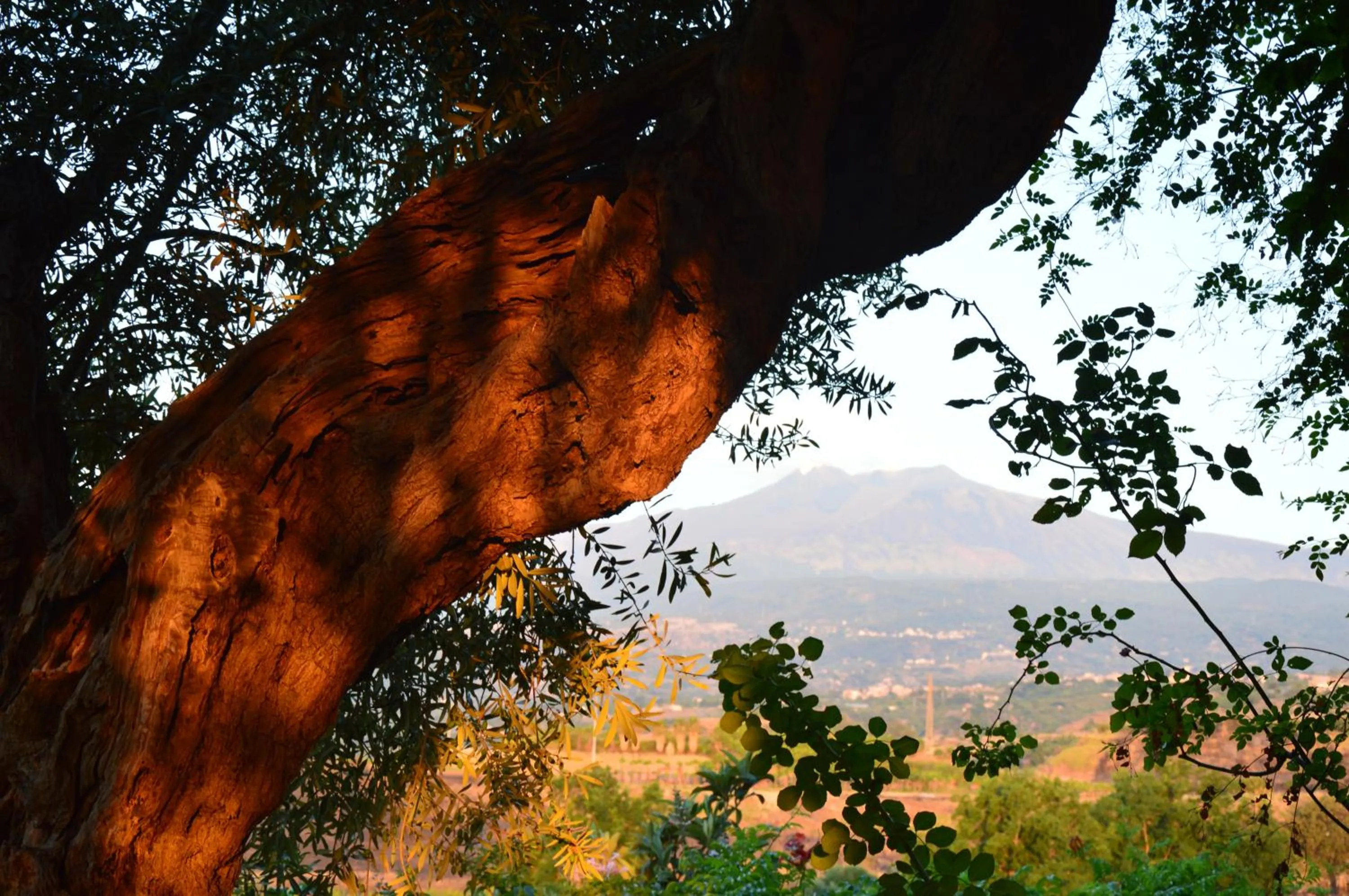 Garden in Antico Borgo Etneo Country Hotel