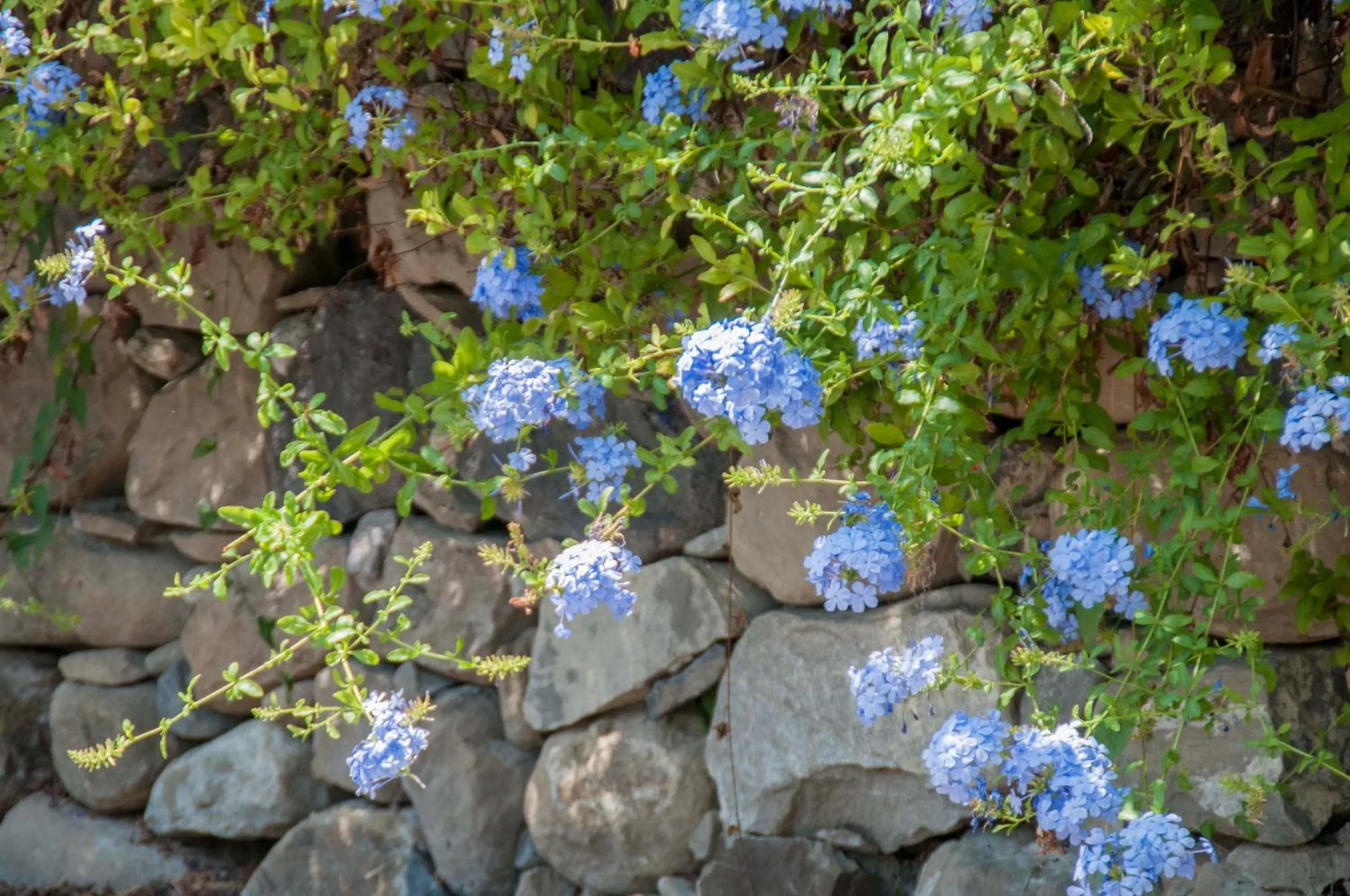 Garden in Antico Borgo Etneo Country Hotel