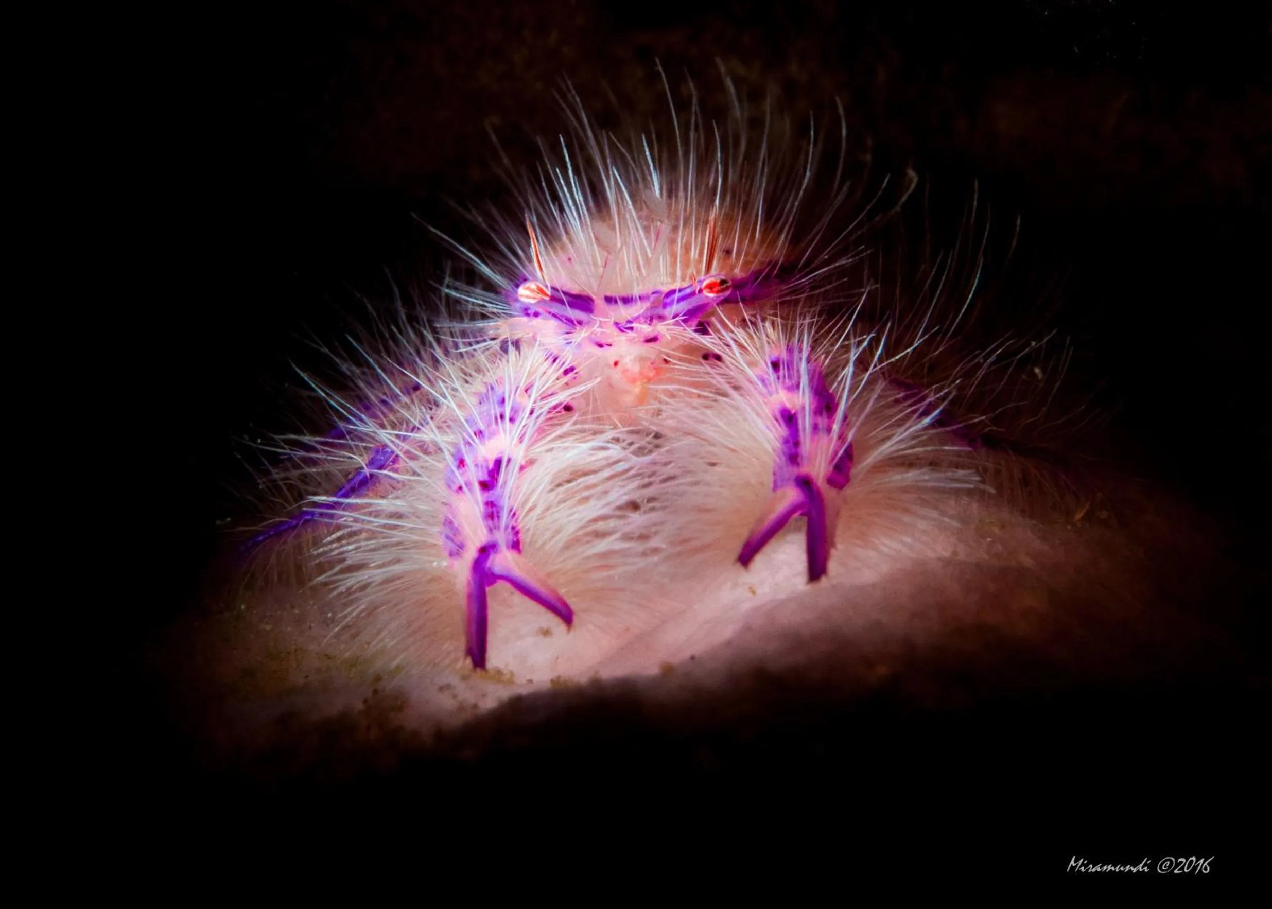 Diving in Casalay Boutique Villas & Dive