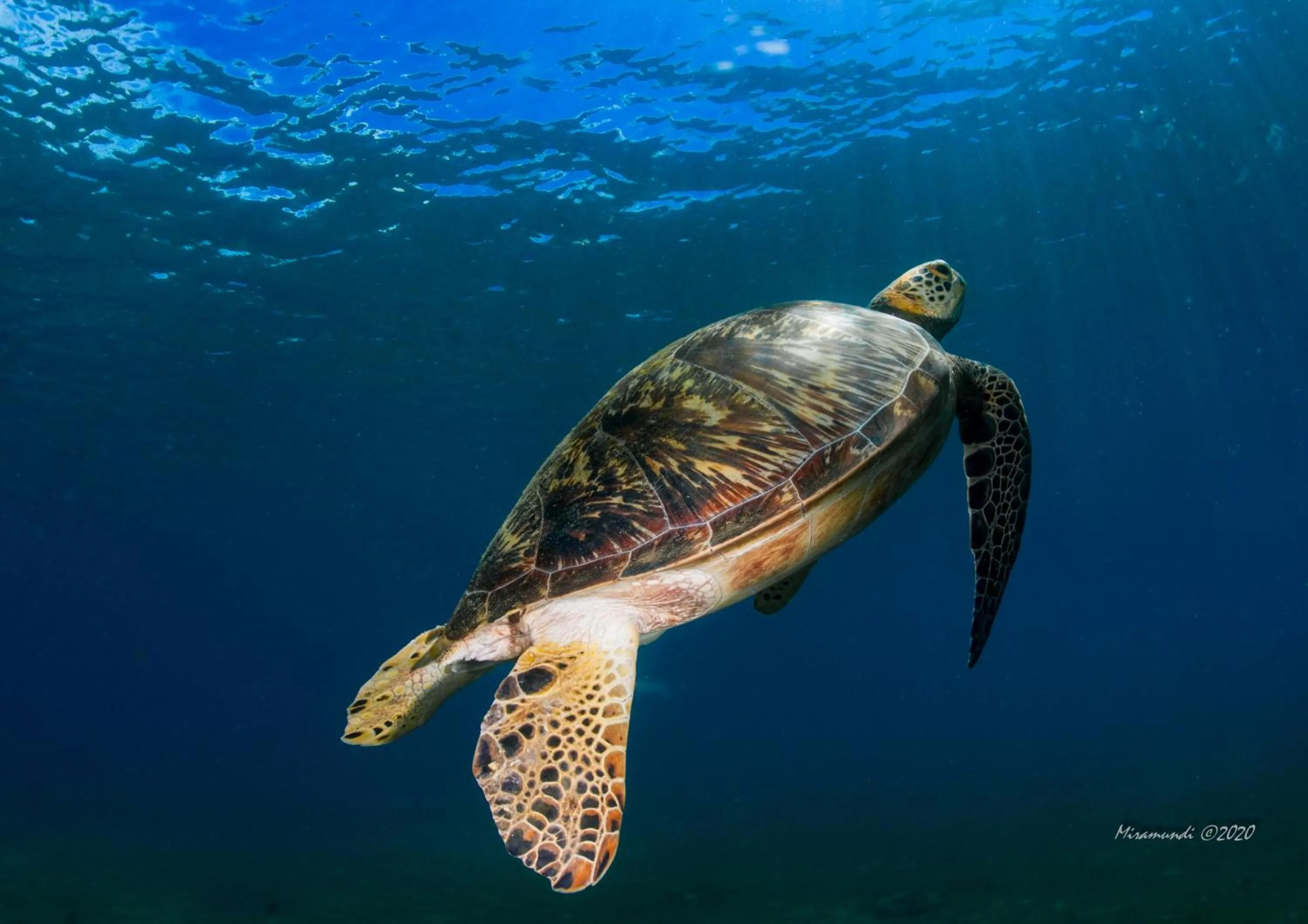 Natural landscape in Casalay Boutique Villas & Dive