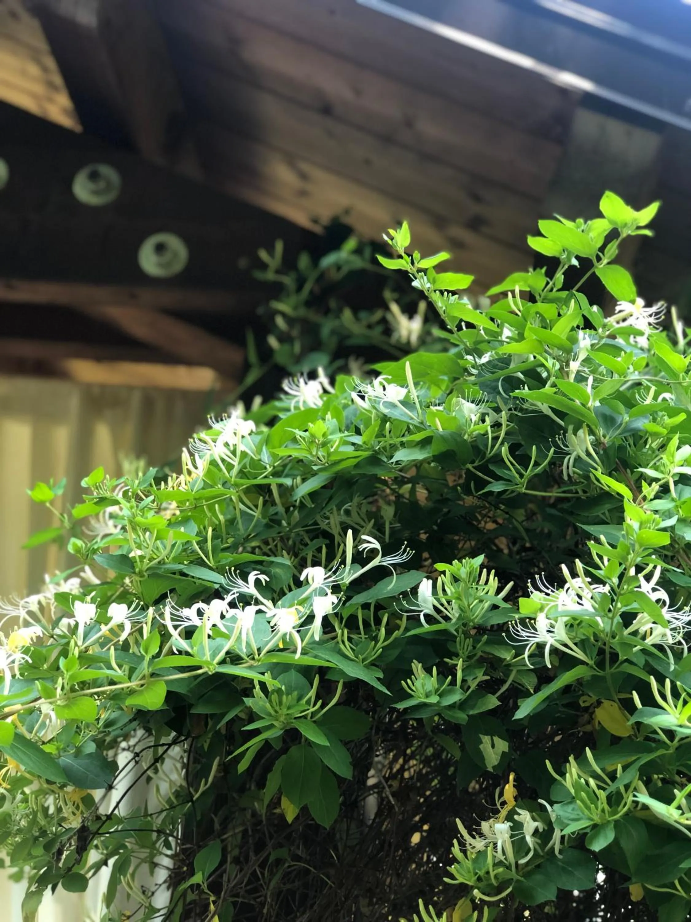 Balcony/Terrace in Hotel Vecchia Stazione Mountain Elegance