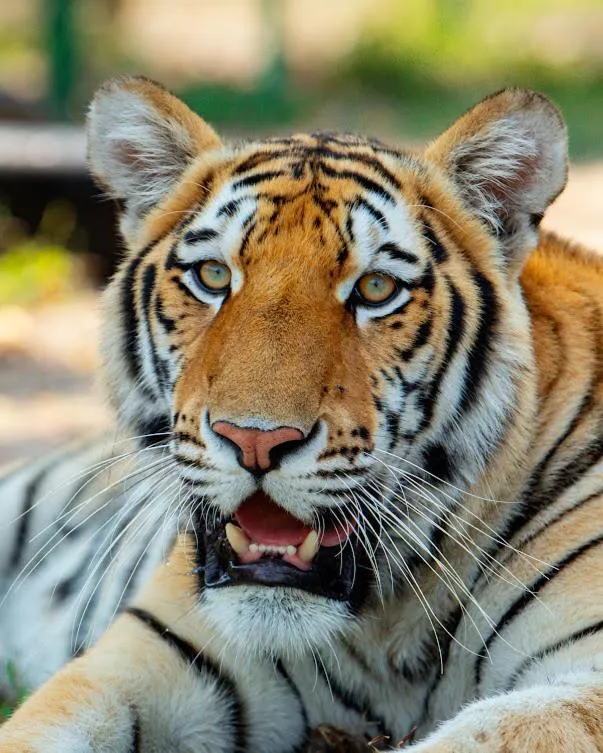 Animals in Aya Sophia Villa Garden Hotel