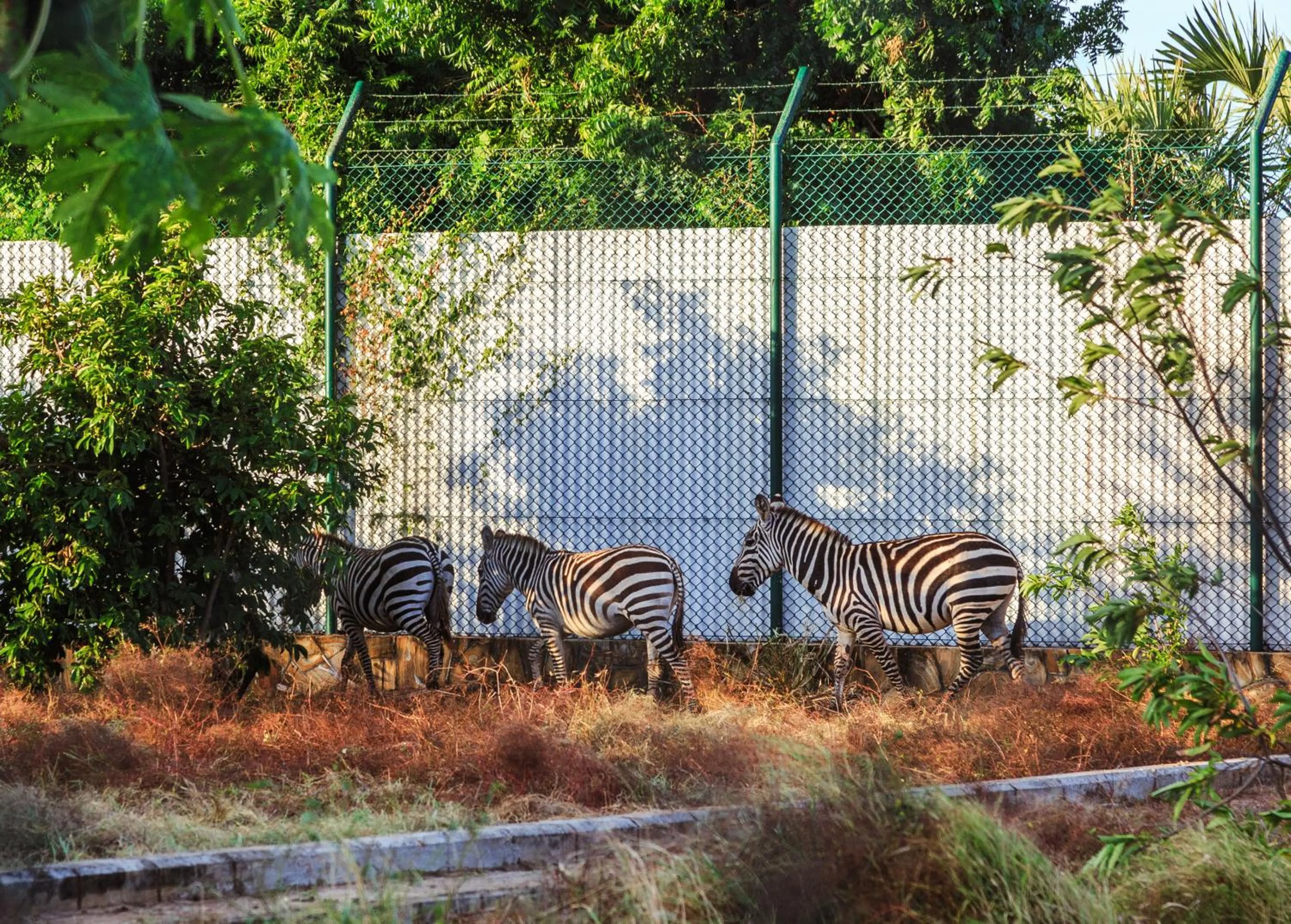 Garden in Aya Sophia Villa Garden Hotel