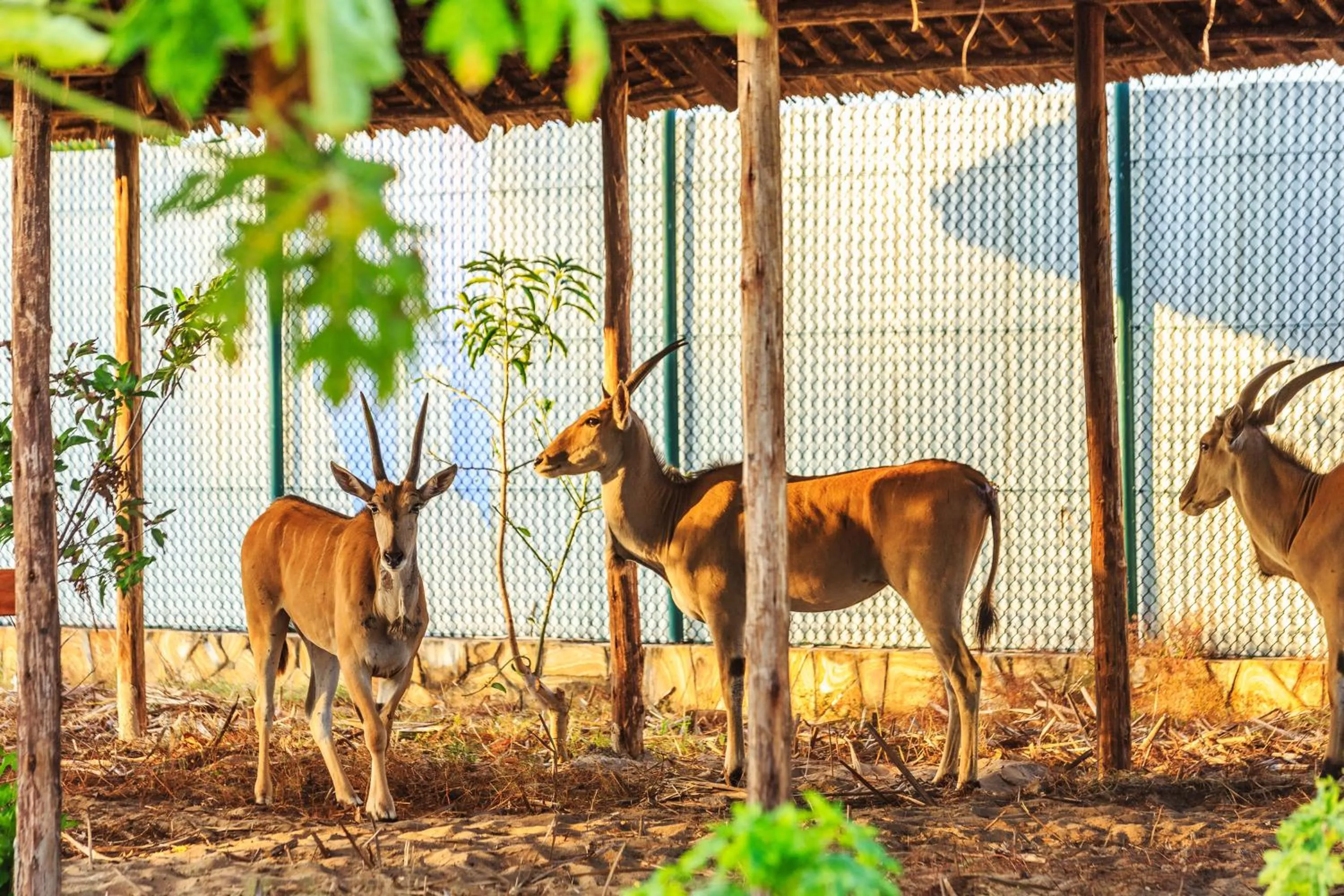 Garden in Aya Sophia Villa Garden Hotel