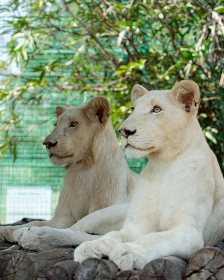 Animals in Aya Sophia Villa Garden Hotel
