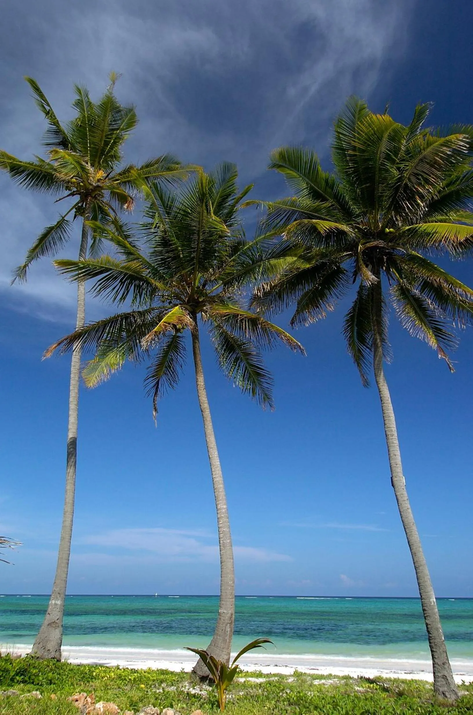 View (from property/room) in The Palms Zanzibar