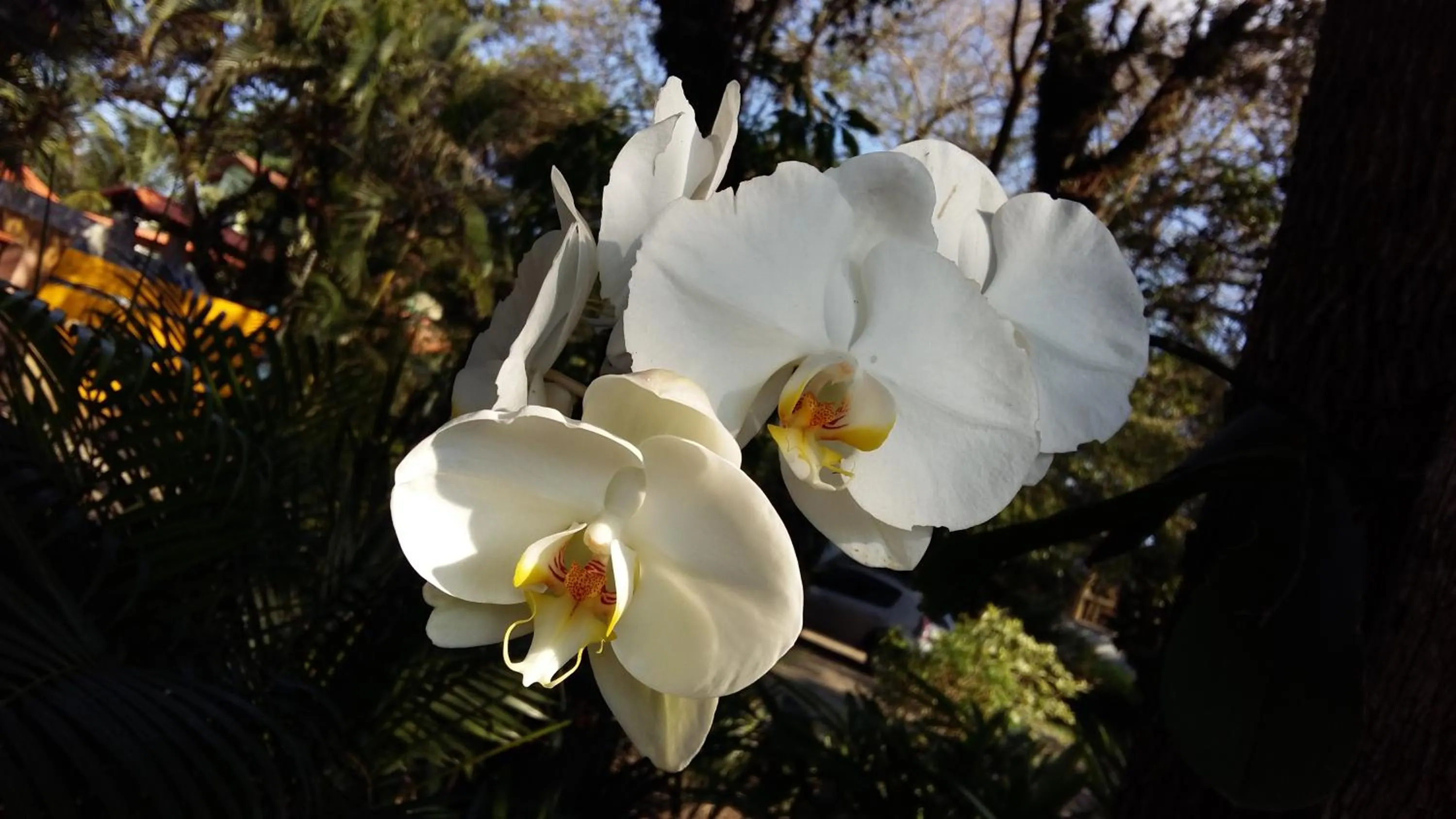 Garden in Pousada Alicia