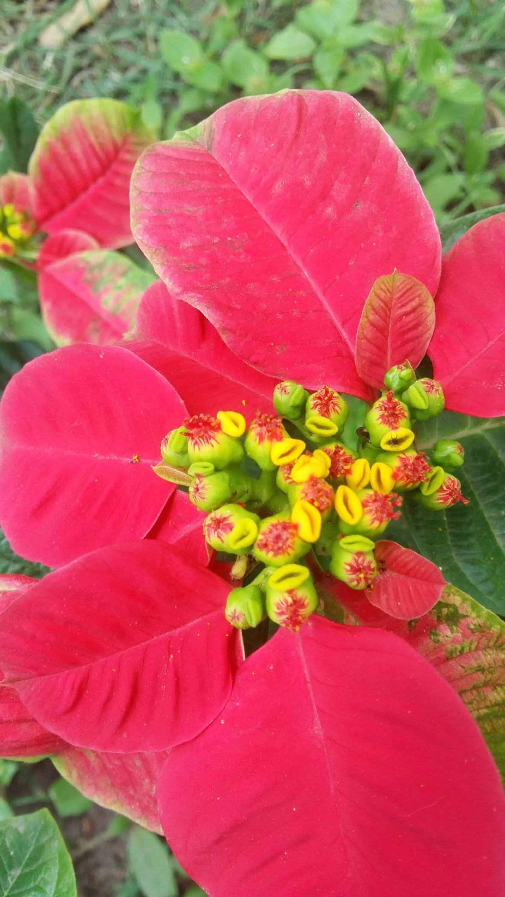 Property building in Pousada Alicia