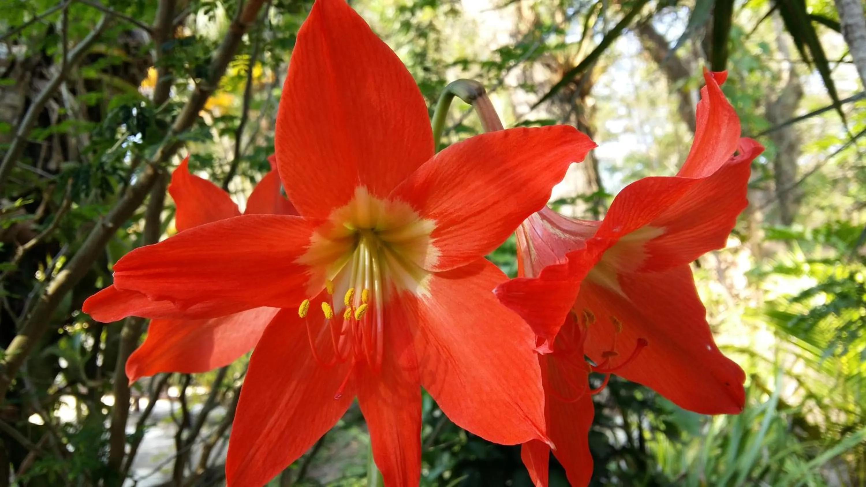 Garden in Pousada Alicia