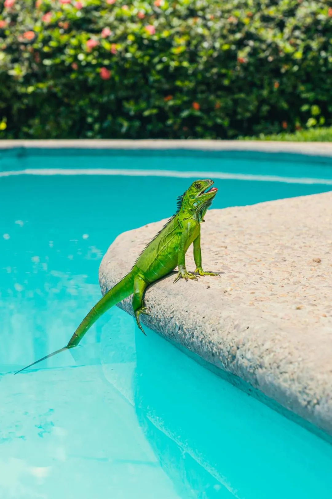 Swimming pool in Hotel Cañada Internacional