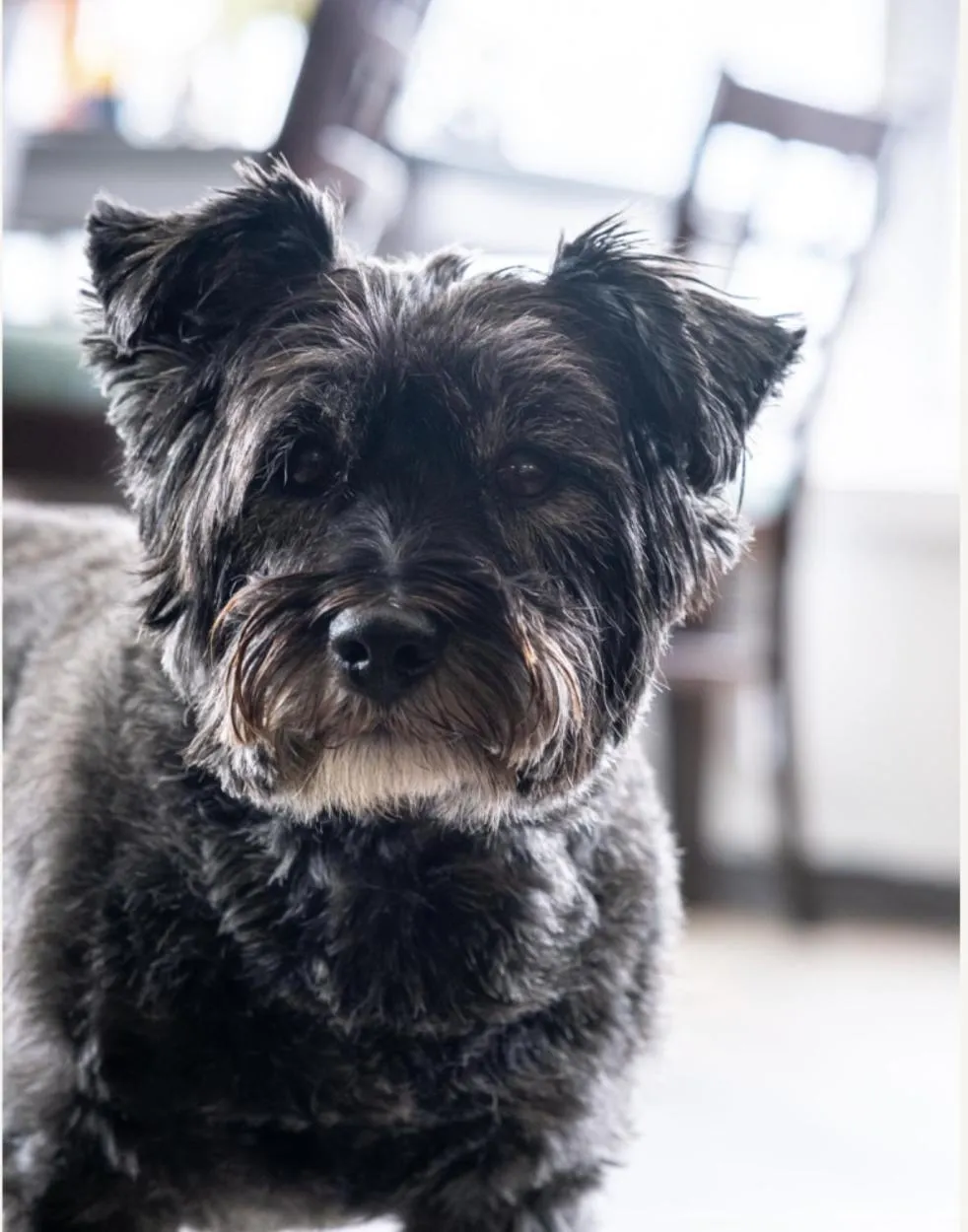 Pets in The Upper Largo Hotel & Restaurant