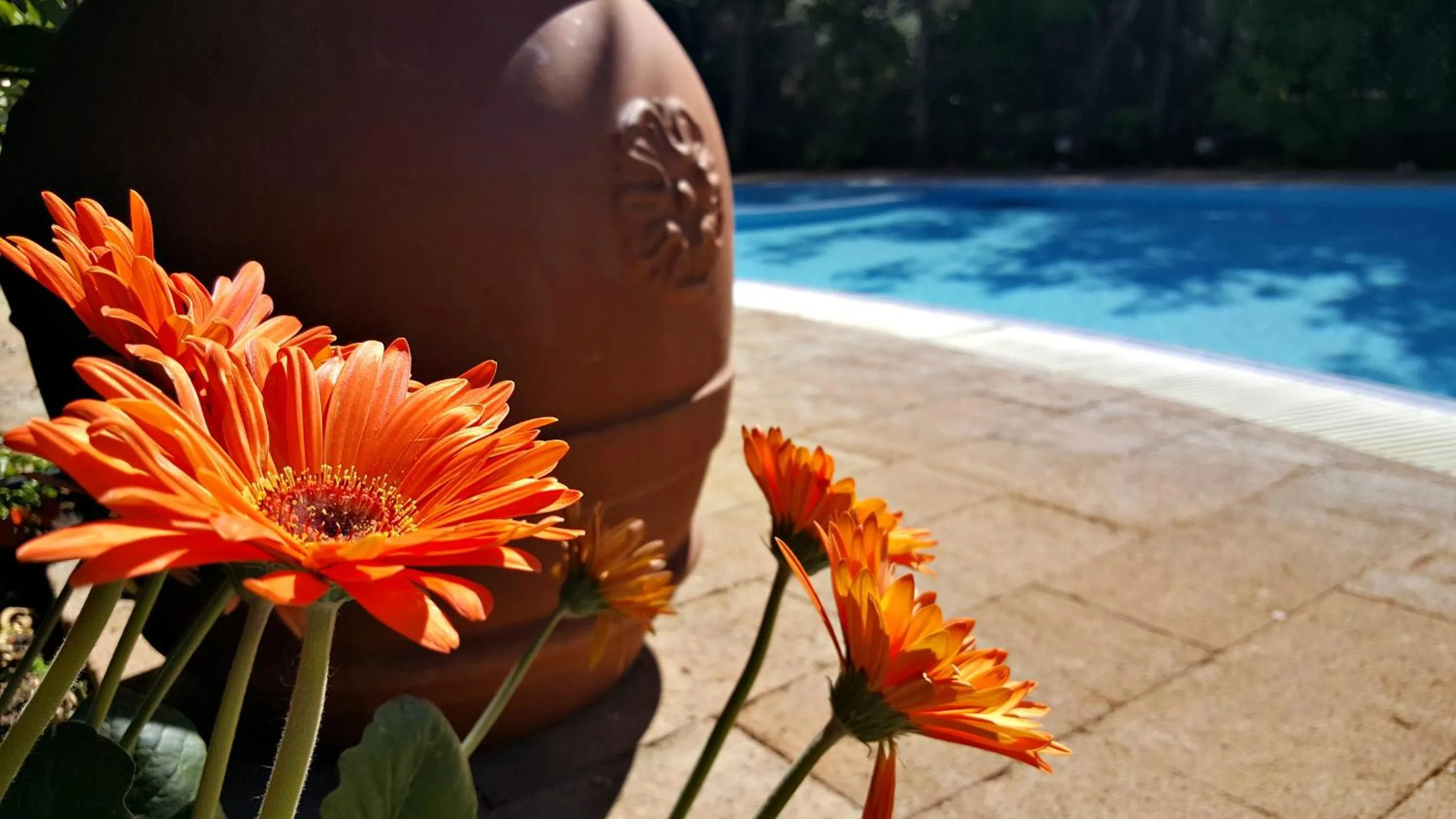 Swimming pool in Residence Villaggio Verde