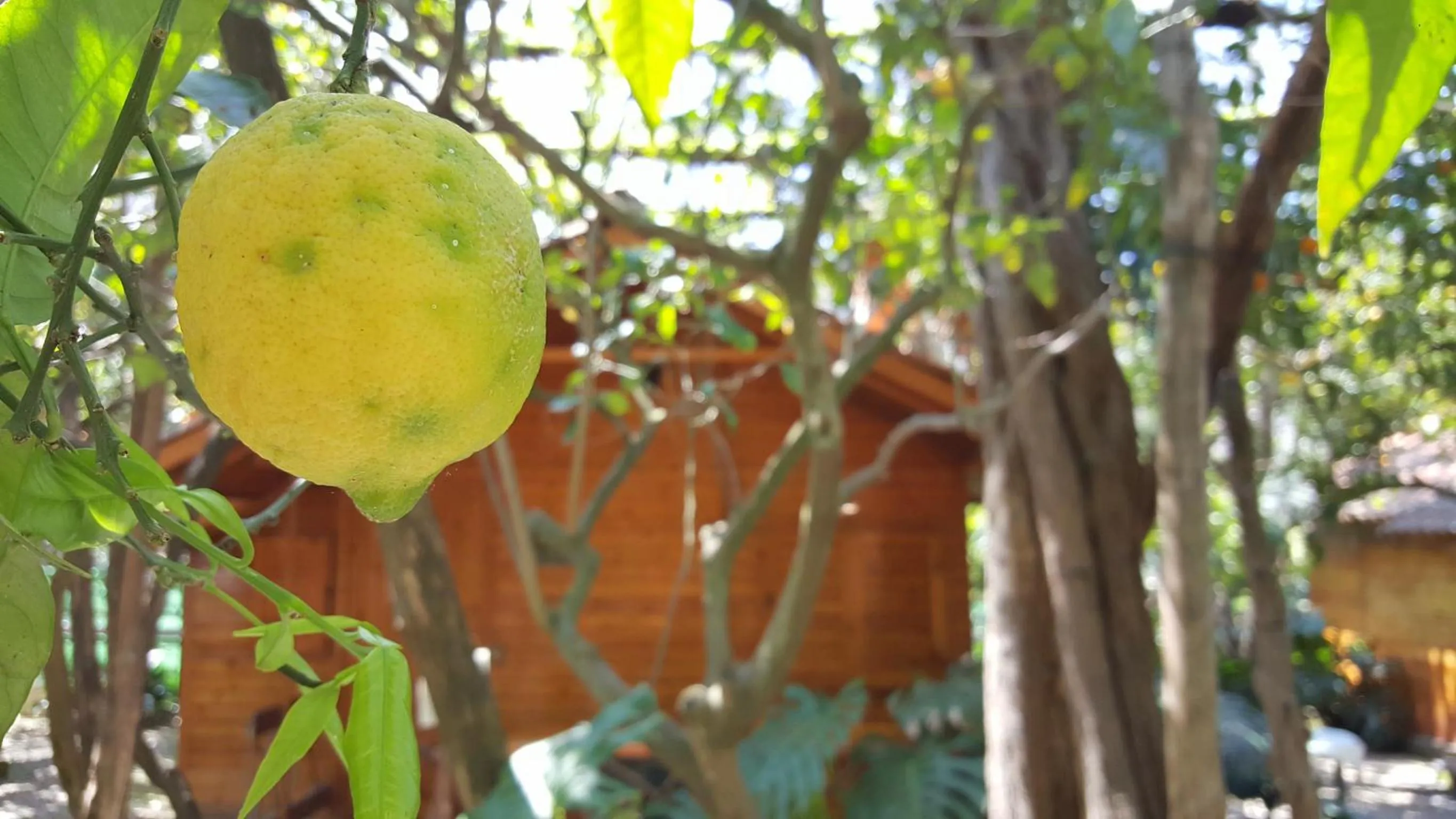 Garden view in Residence Villaggio Verde