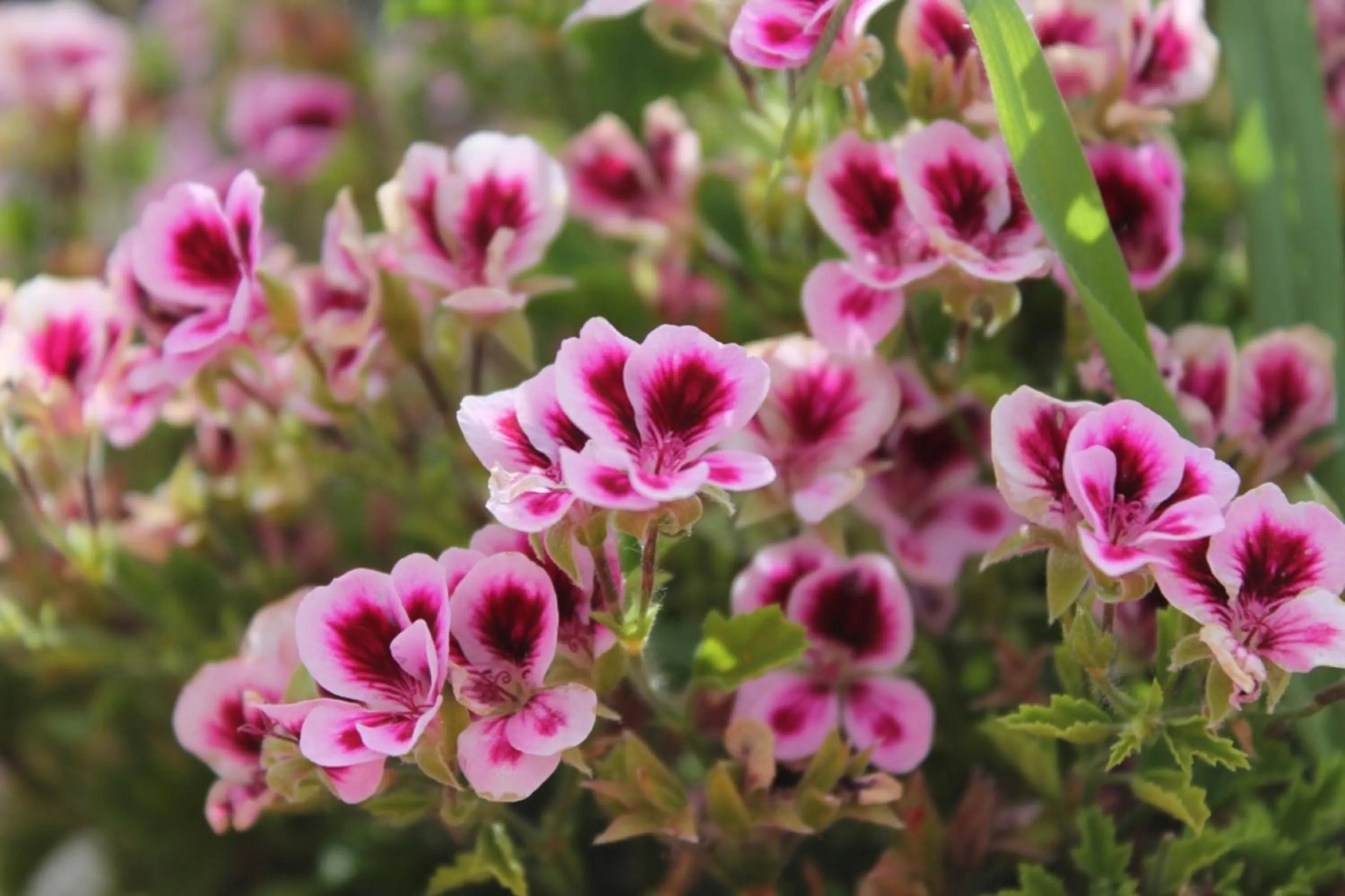 Garden in Hotel Ariston Montecarlo