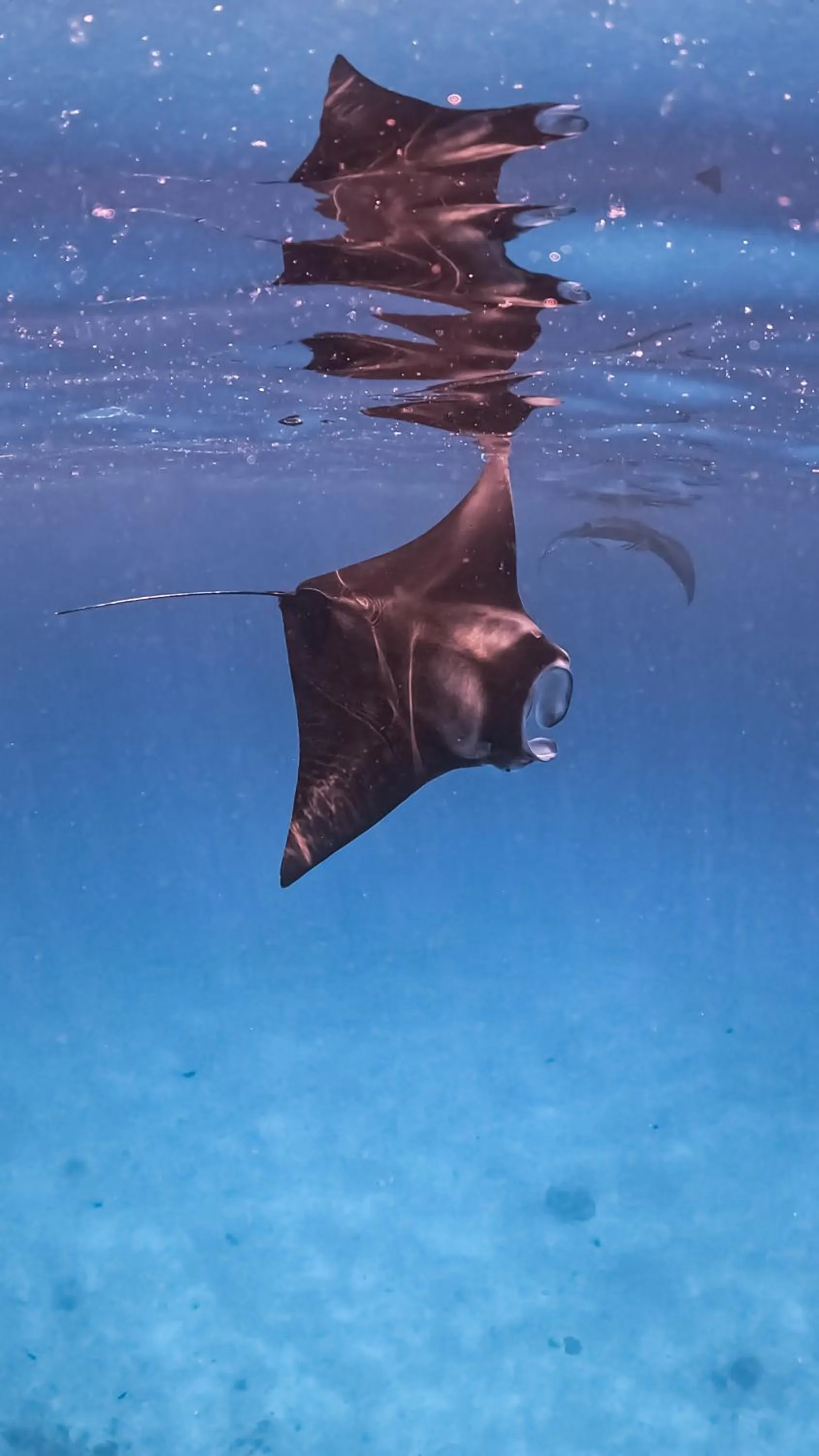 Snorkeling in Sands Grand