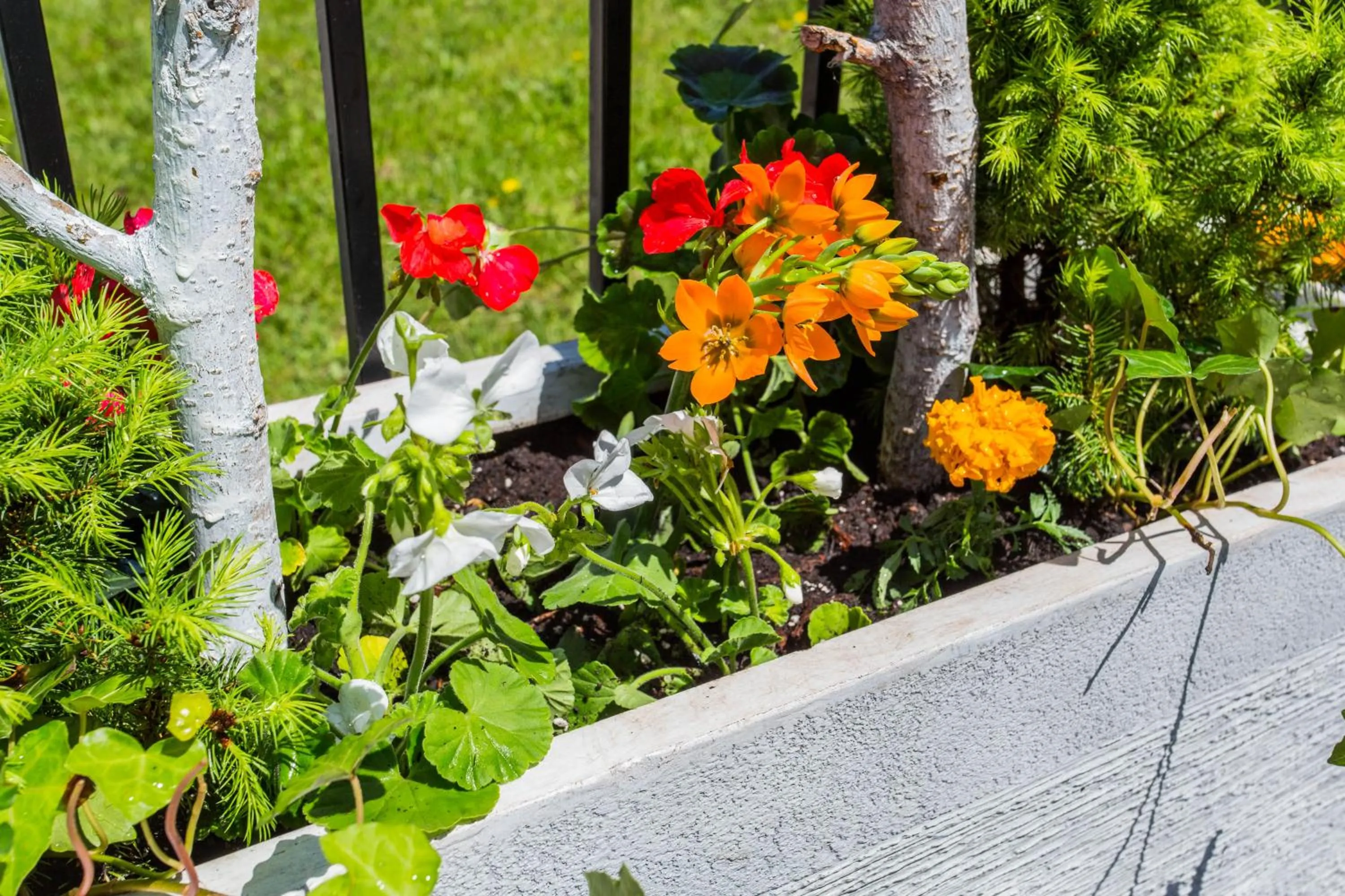 Garden view in McCormick Place Guest House