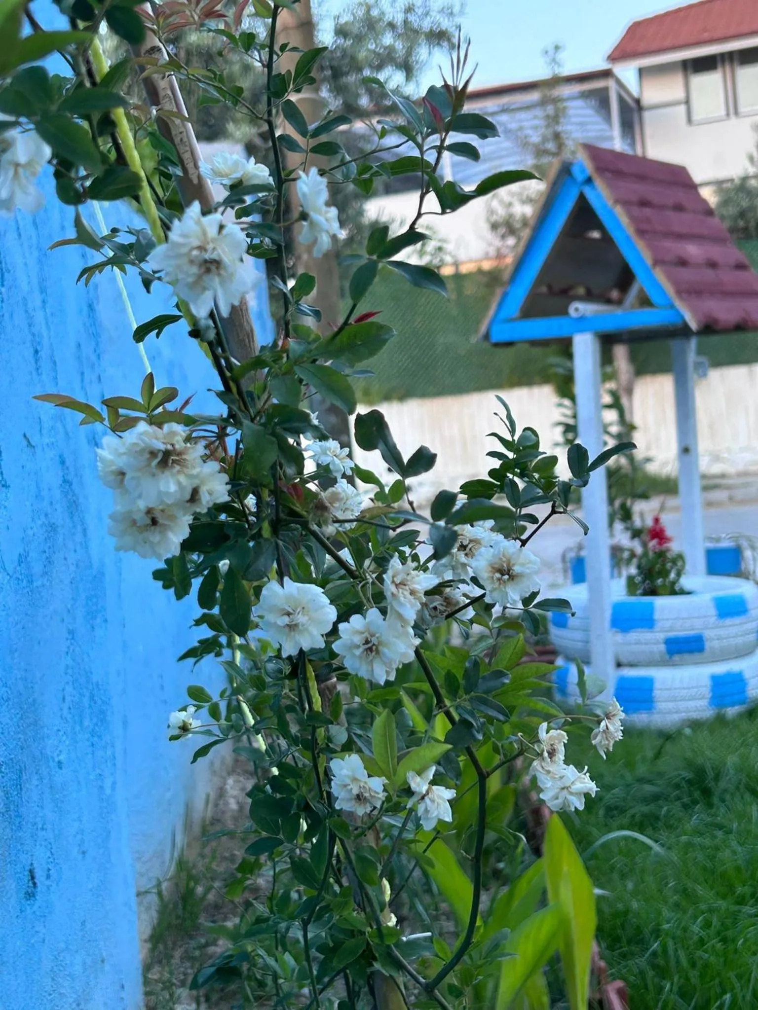 Garden in The Titanic House
